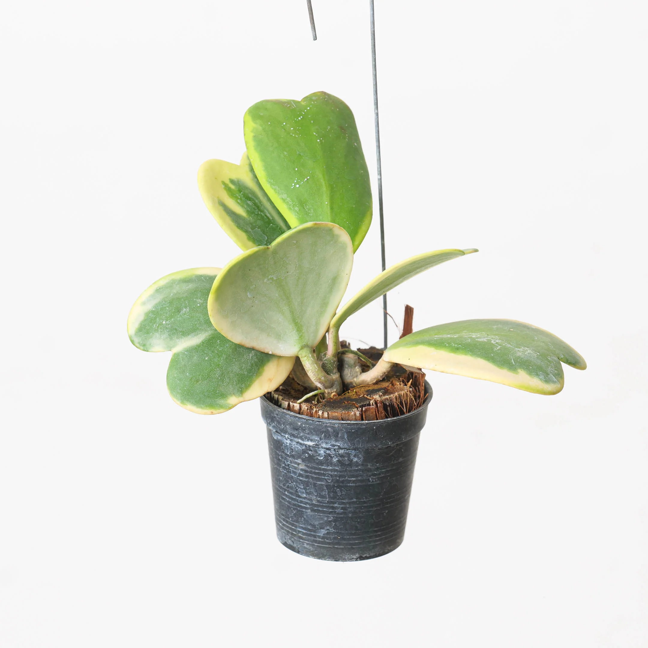 Hoya 'Kerrii' Variegated