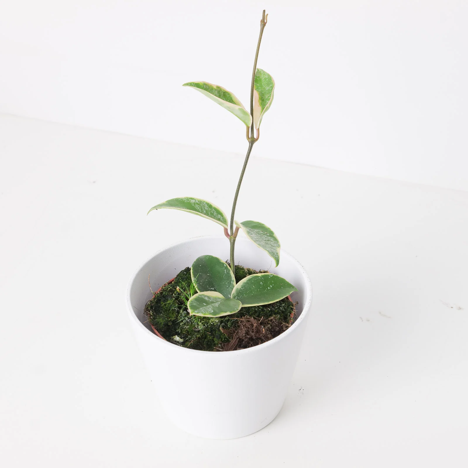 Hoya 'Krimson Queen' Splash
