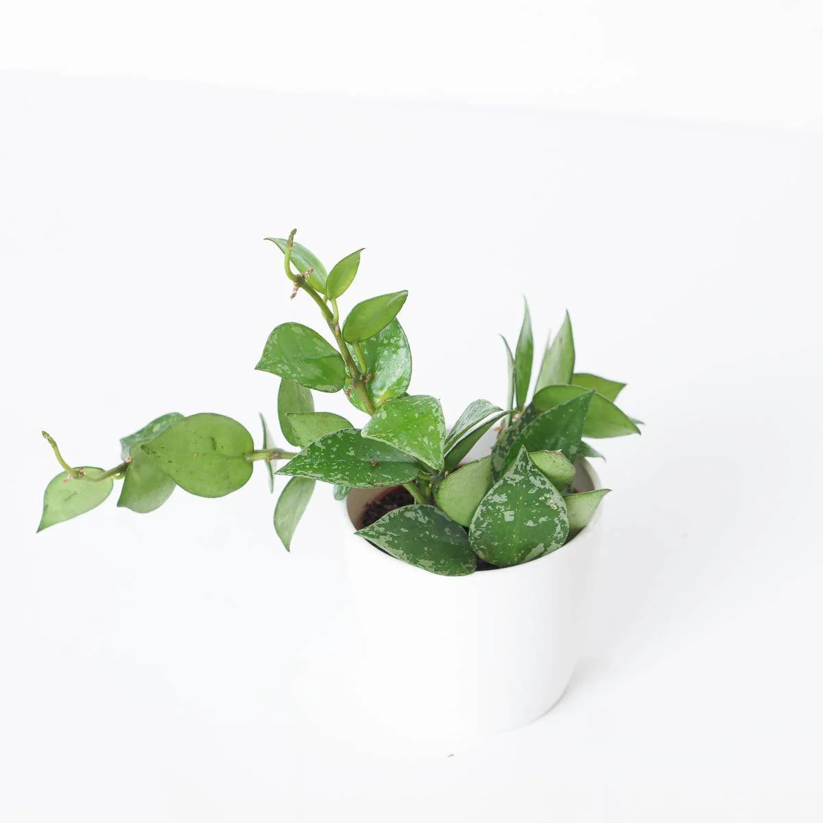 Hoya Krohniana Splash - Image 3