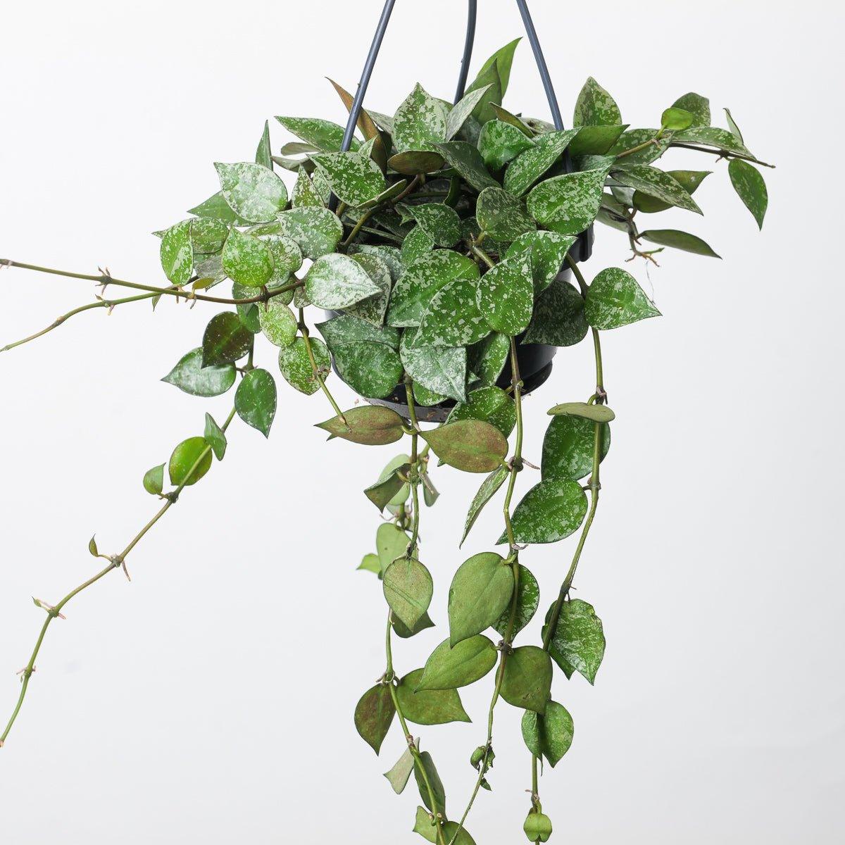 Hoya lacunosa 'Splash'