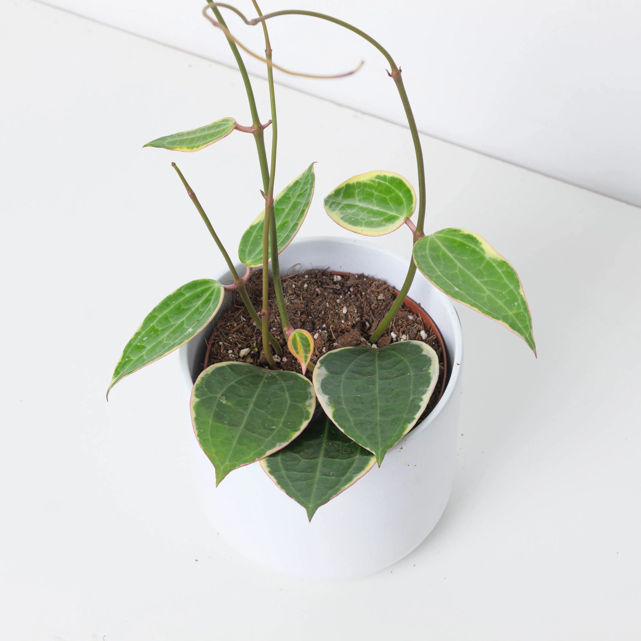 Hoya Latifolia Albomarginata