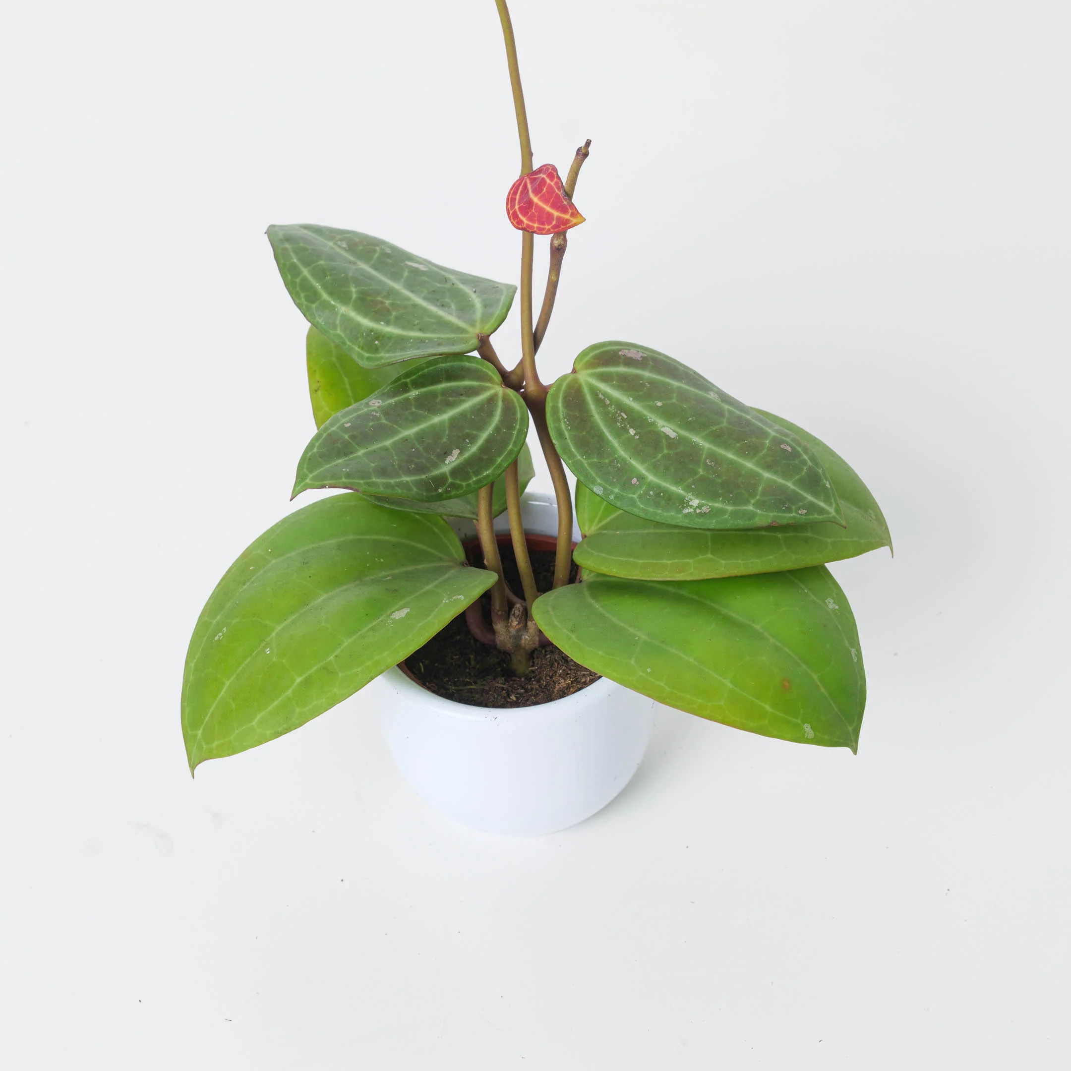 Hoya Latifolia 'Maluku'