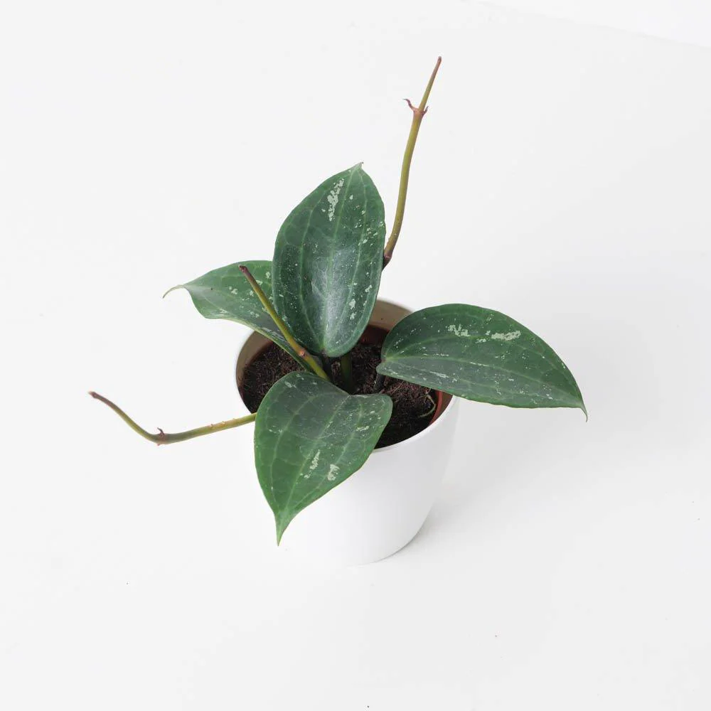 Hoya Latifolia Splash