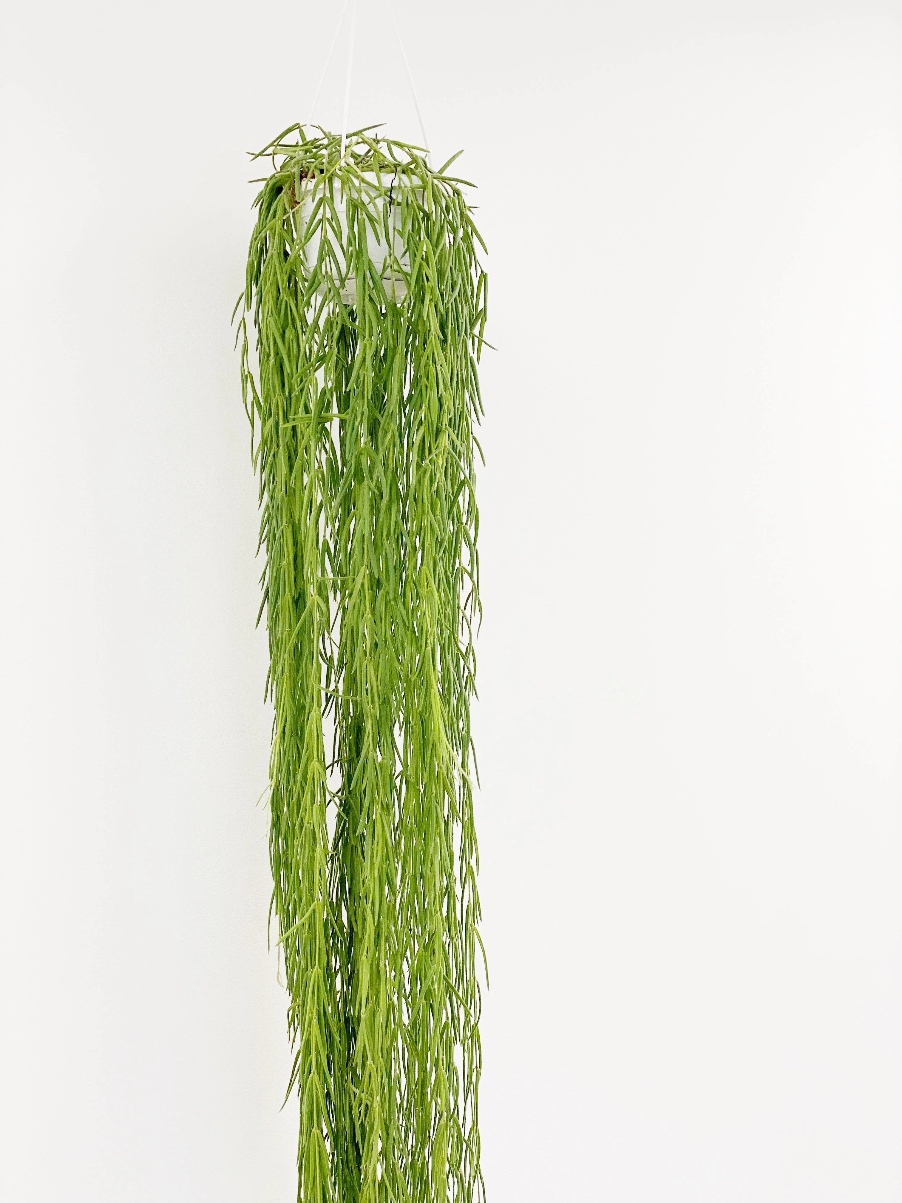 Hoya Linearis | Hanging Pot - Image 3