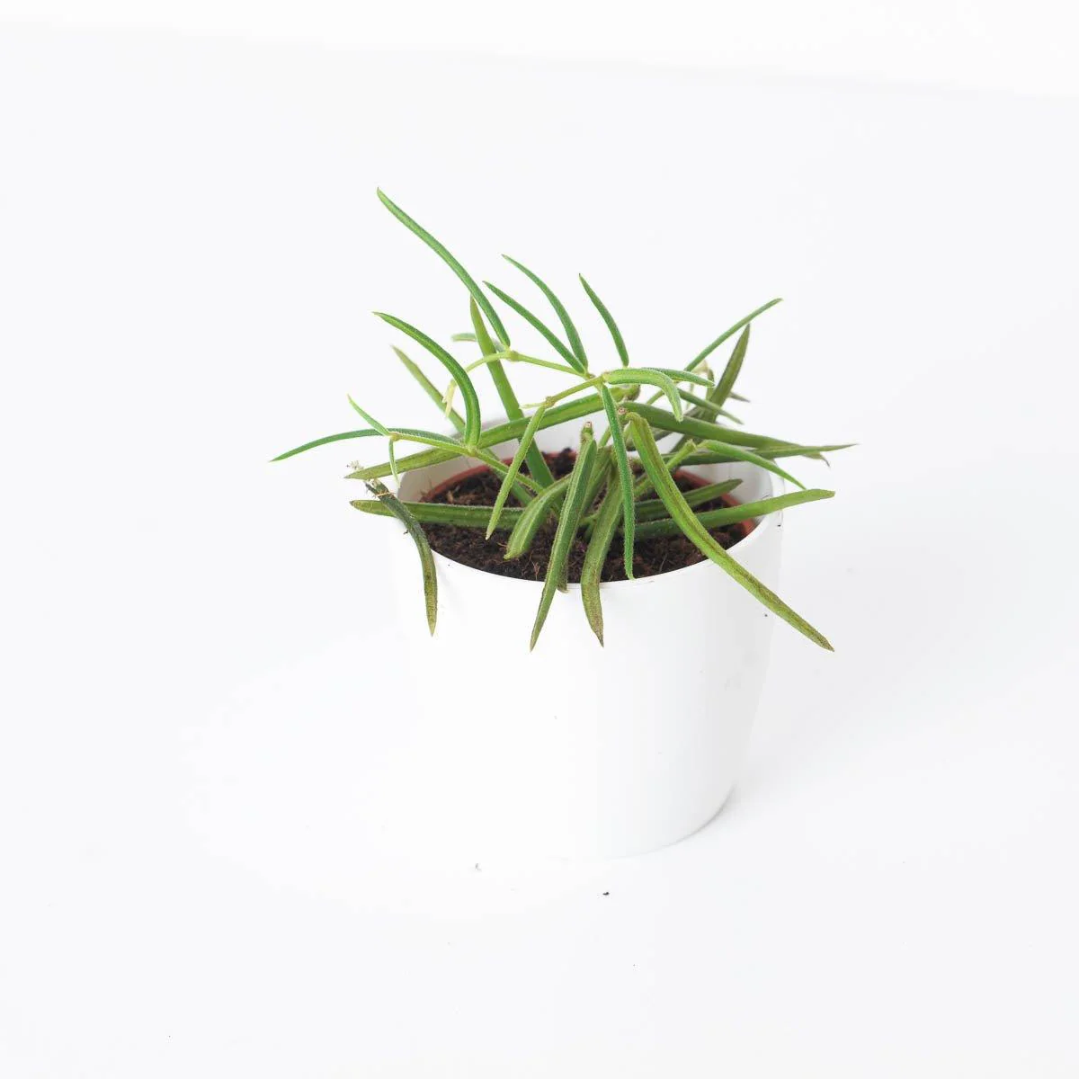 Hoya Linearis | Hanging Pot - Image 4