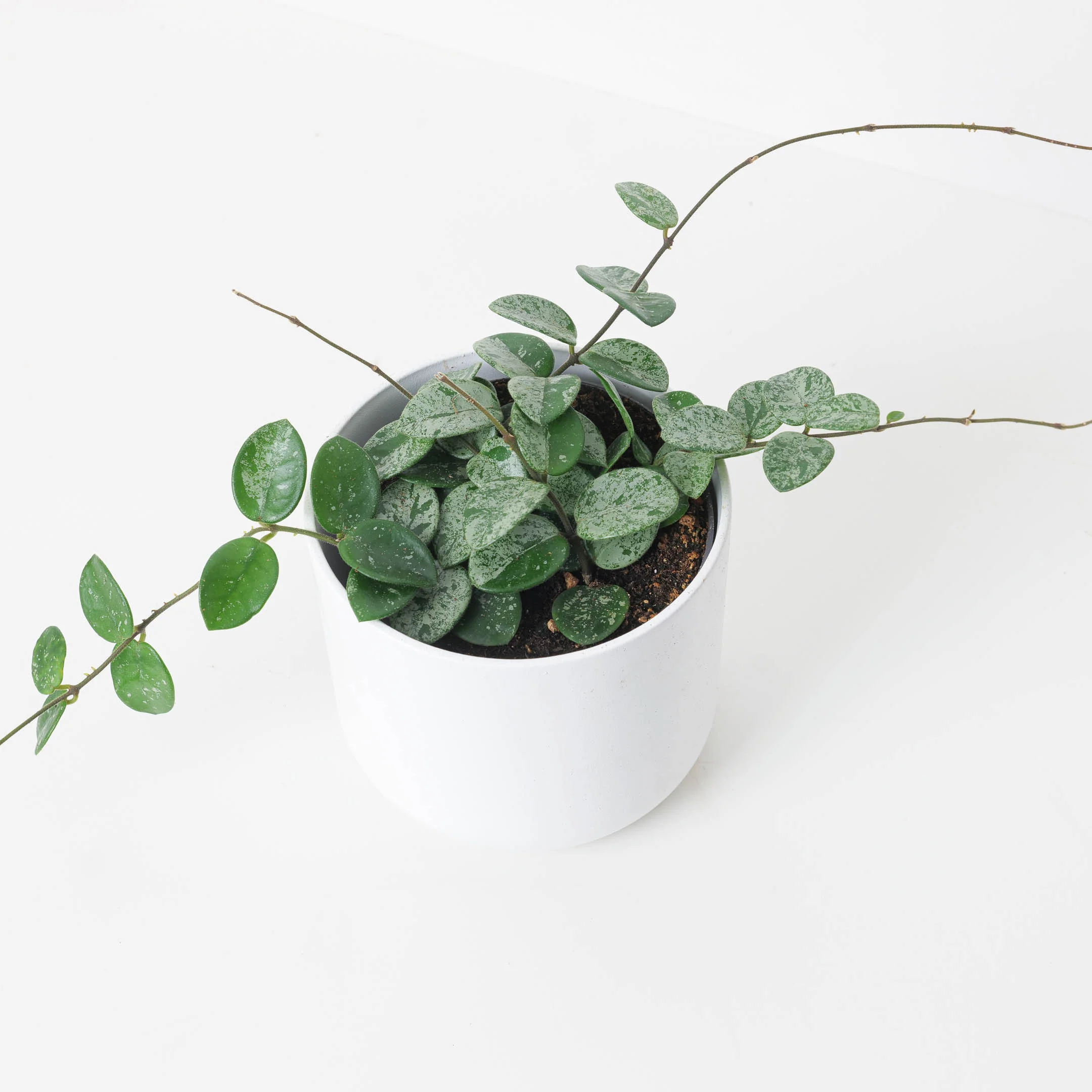 Hoya Mathilde Splash