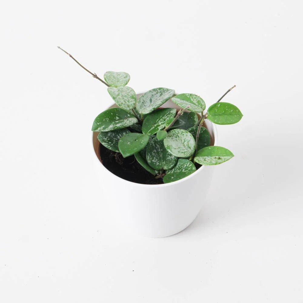 Hoya Mathilde Splash - Image 2