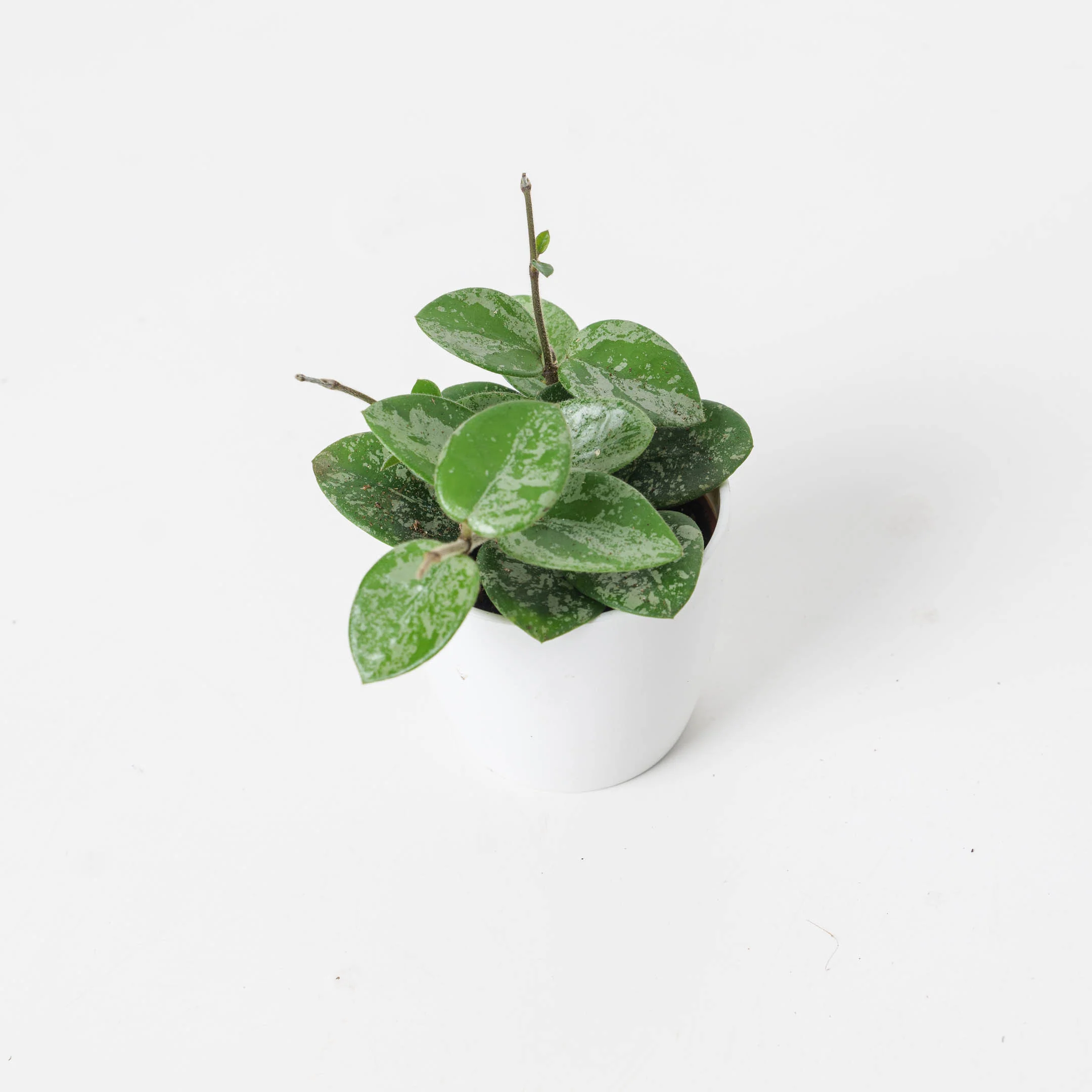 Hoya Mathilde Splash - Image 3