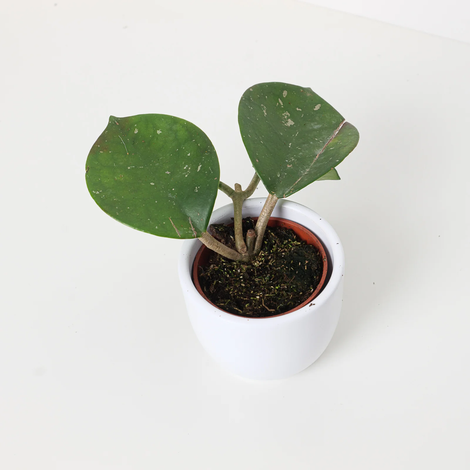 Hoya motoskei