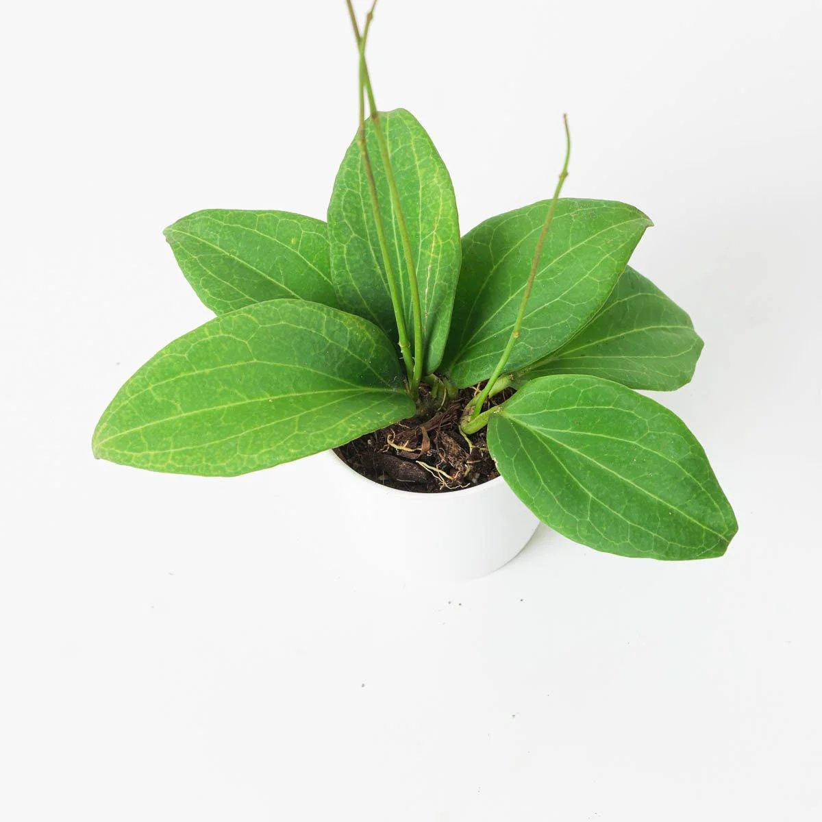 Hoya Nicholsoniae