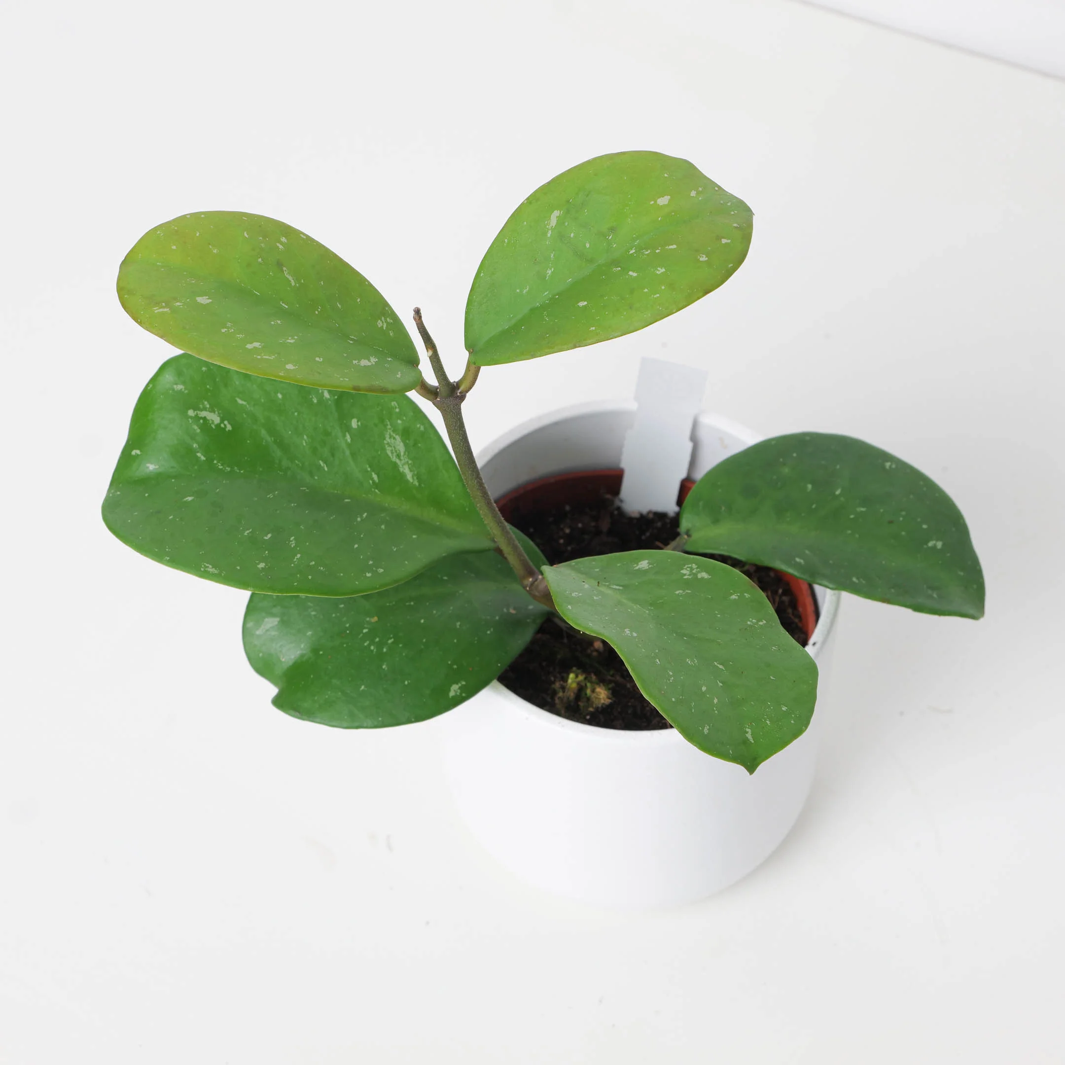 Hoya obovata