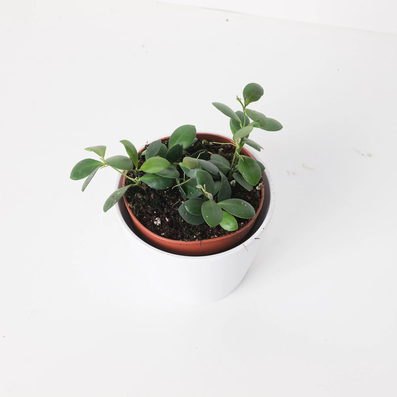 Hoya panchoi IML0228