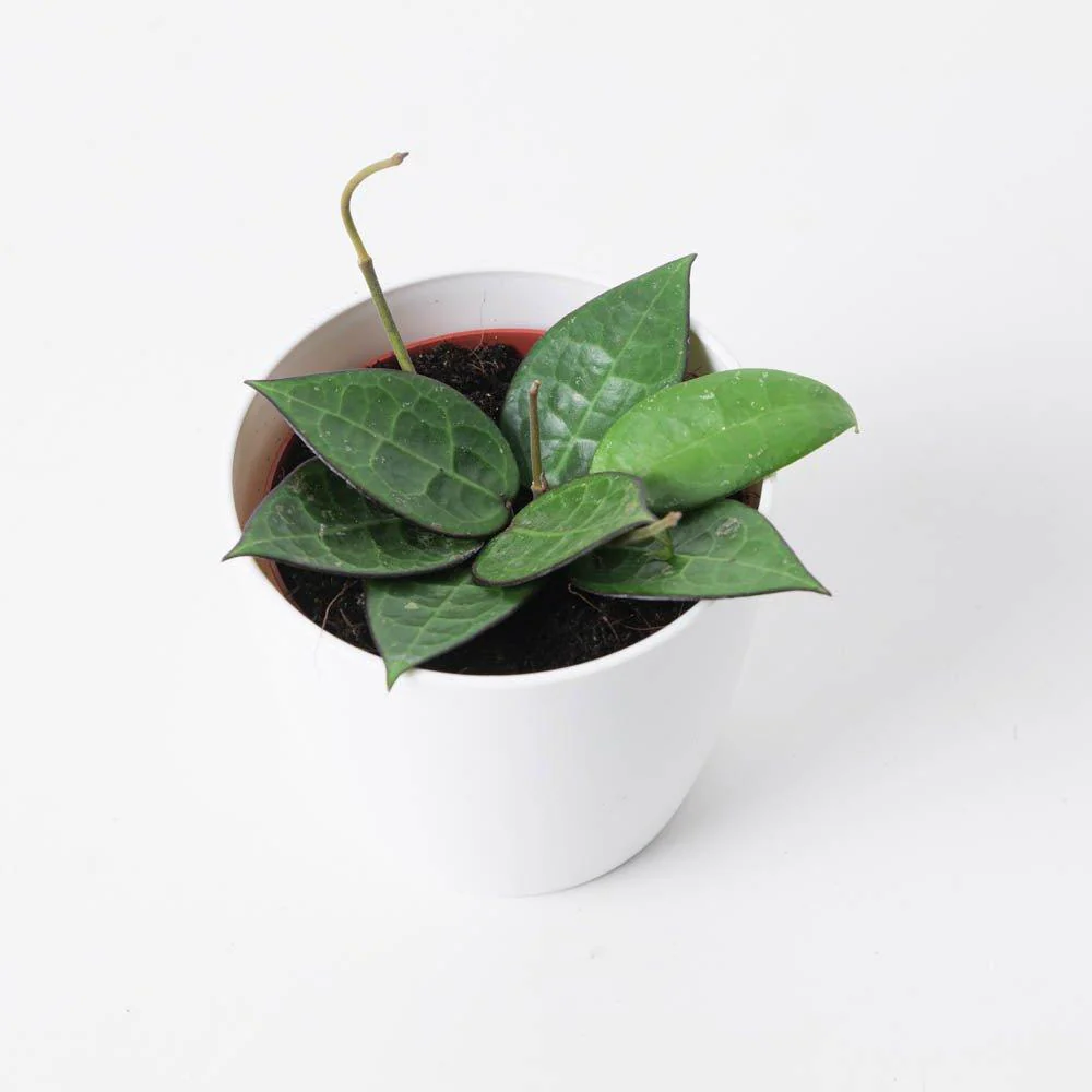 Hoya Verticillata Black Margin - Image 3