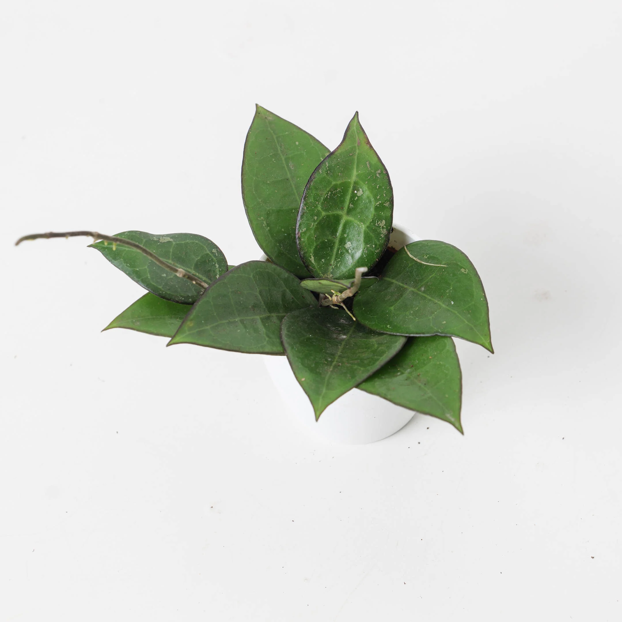 Hoya Verticillata Black Margin - Image 4