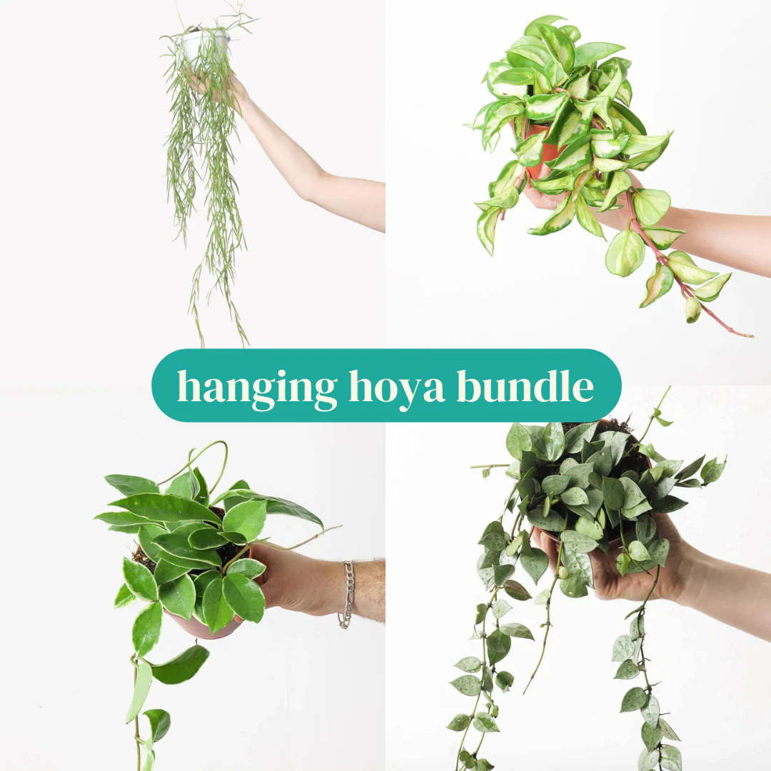 Hanging Hoya Plant Bundle