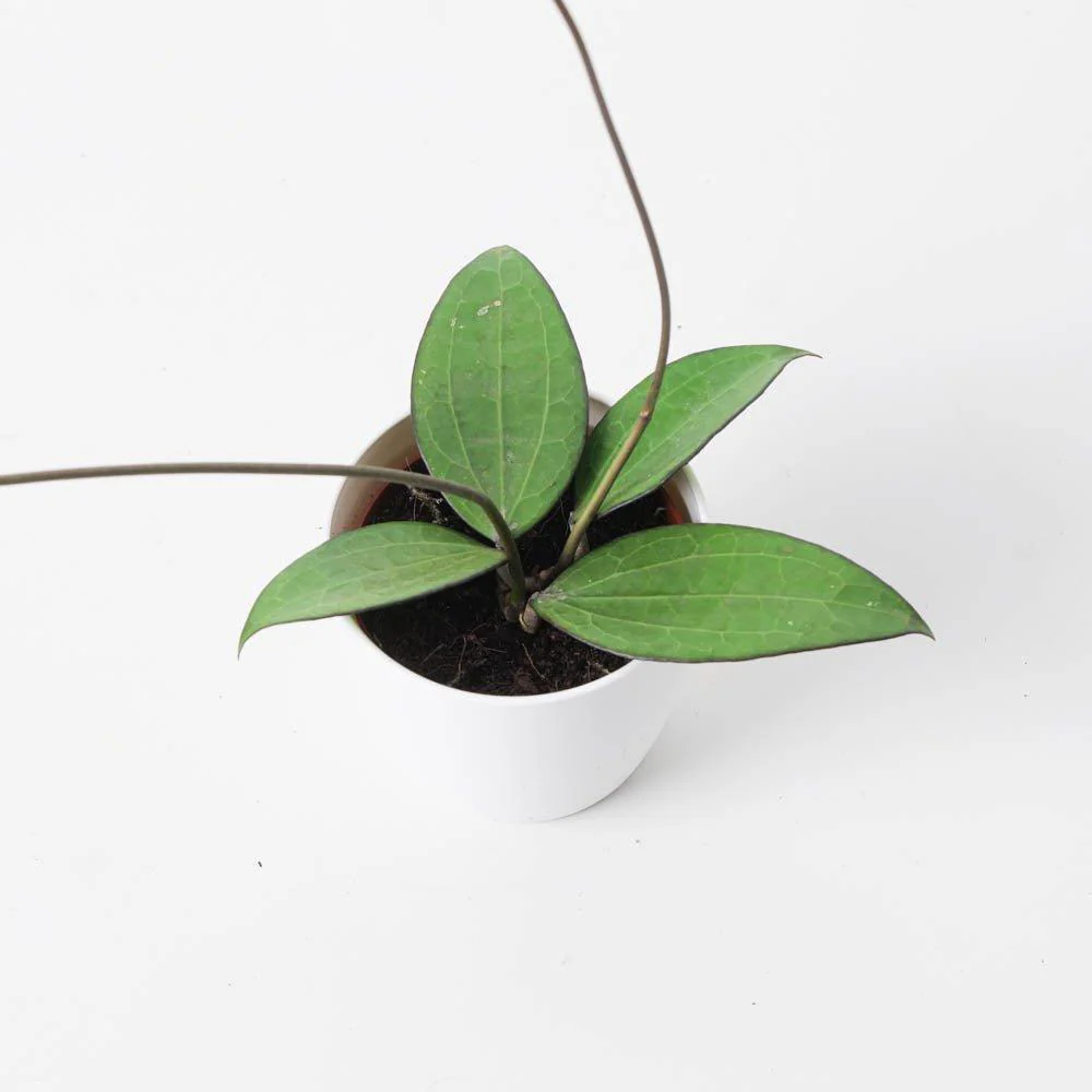 Hoya Polystachya