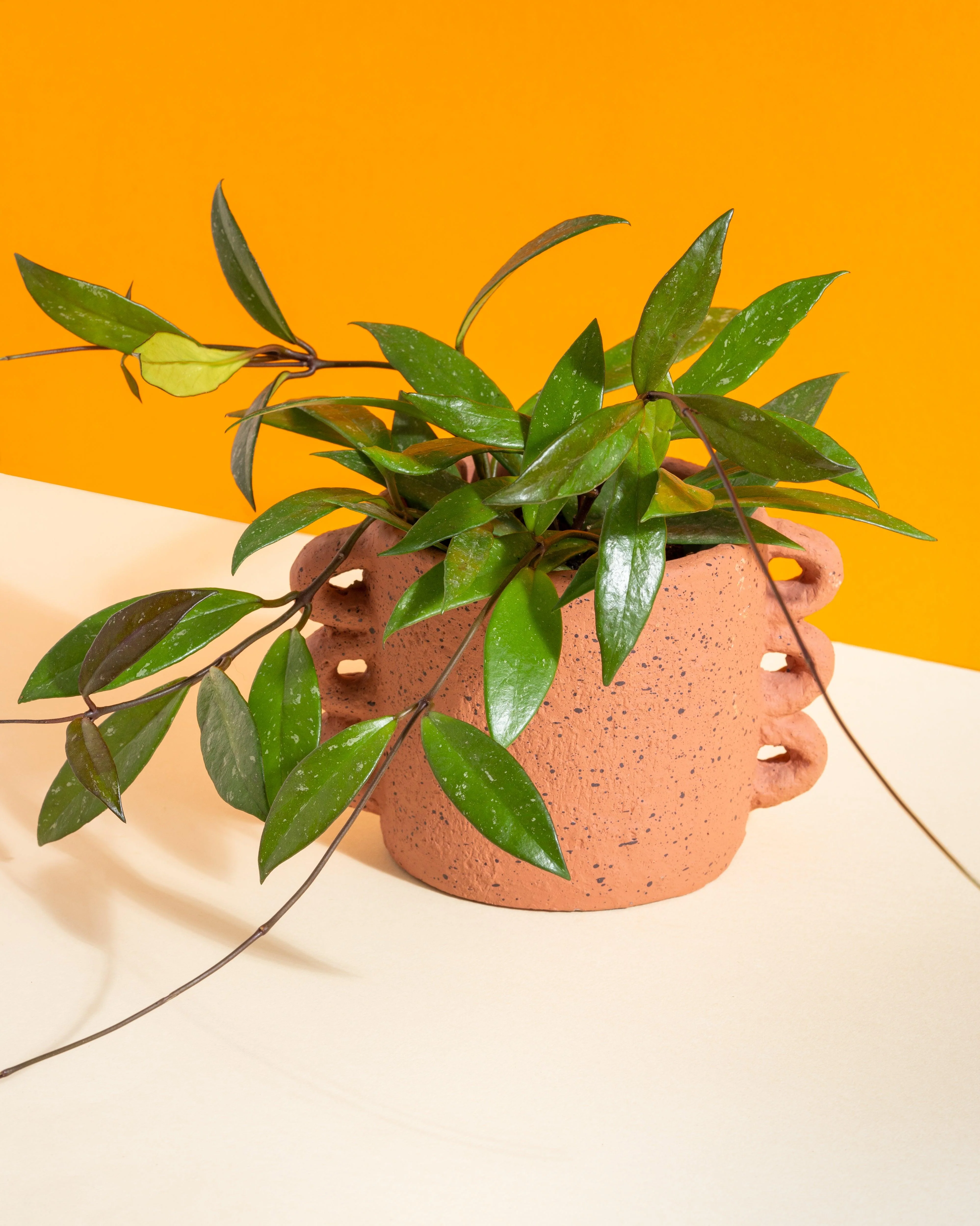 Hoya Pubicalyx 'Splash' - Image 2