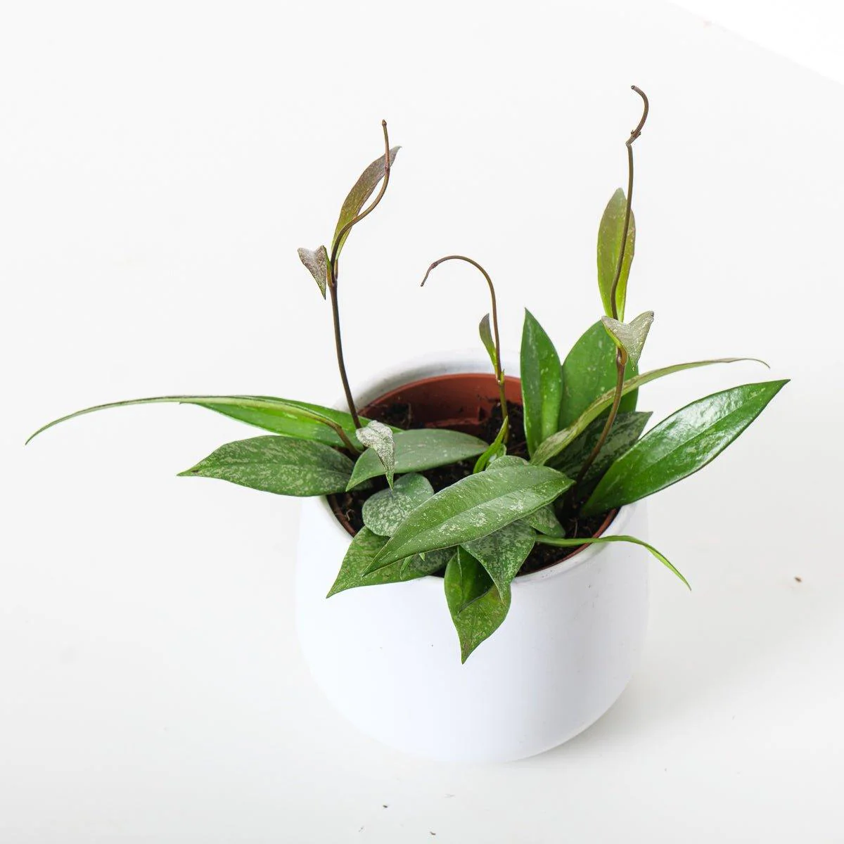 Hoya Pubicalyx 'Splash' - Image 3