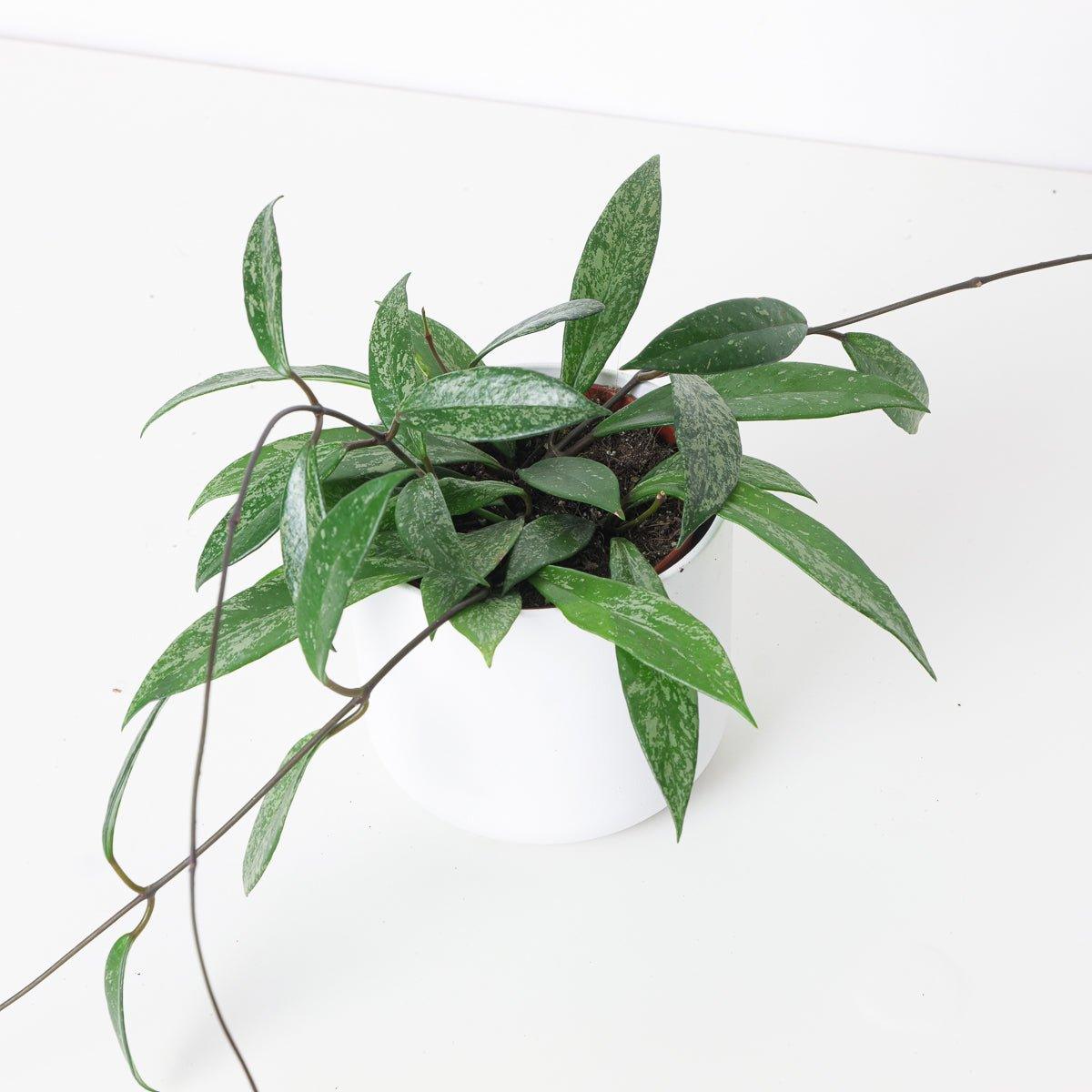 Hoya Pubicalyx 'Splash' - Image 4