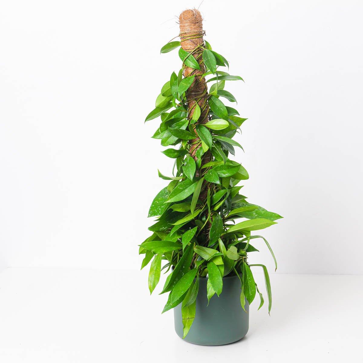 Hoya Pubicalyx 'Splash' - Image 5