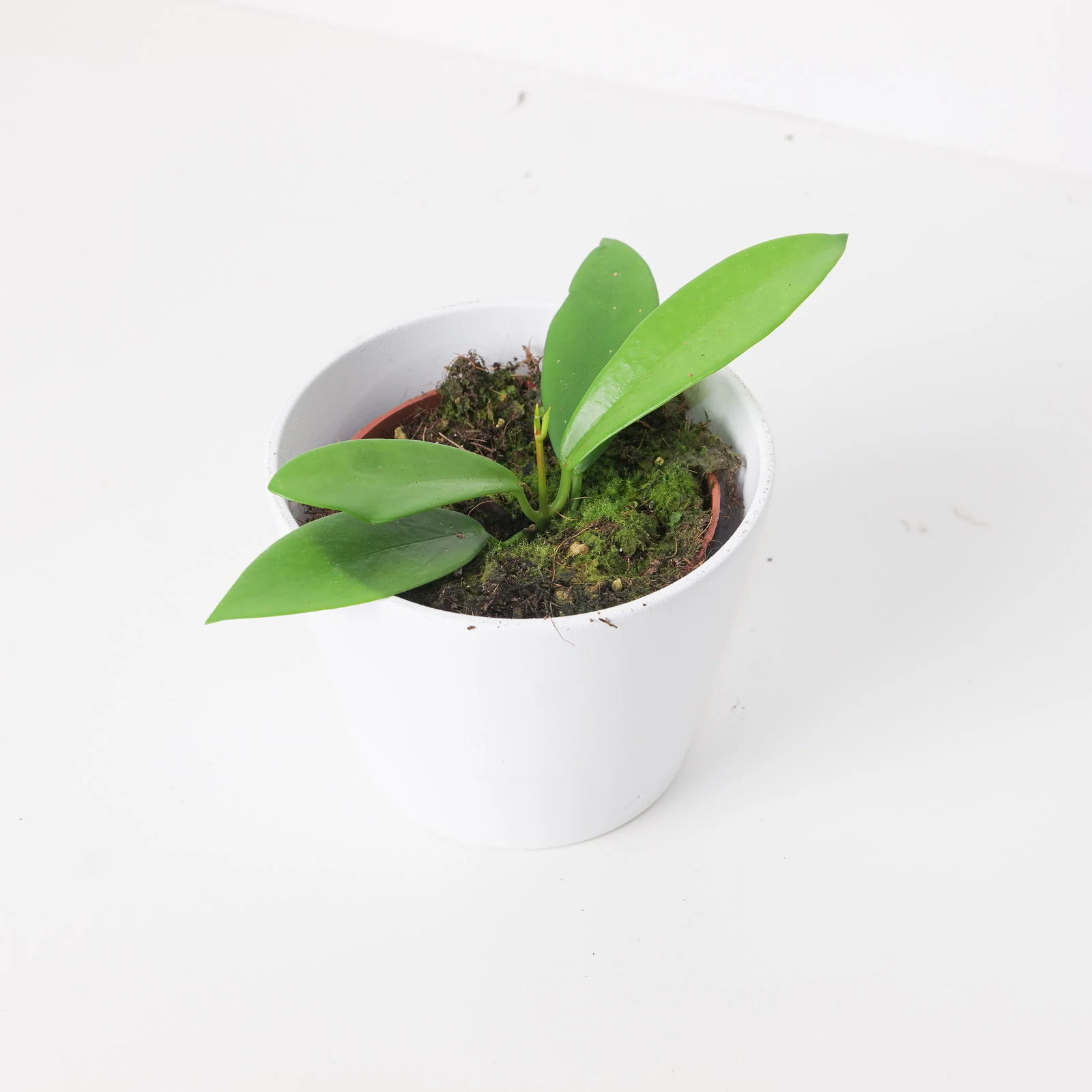 Hoya Publicalyx ‘Black Dragon’ - Image 2