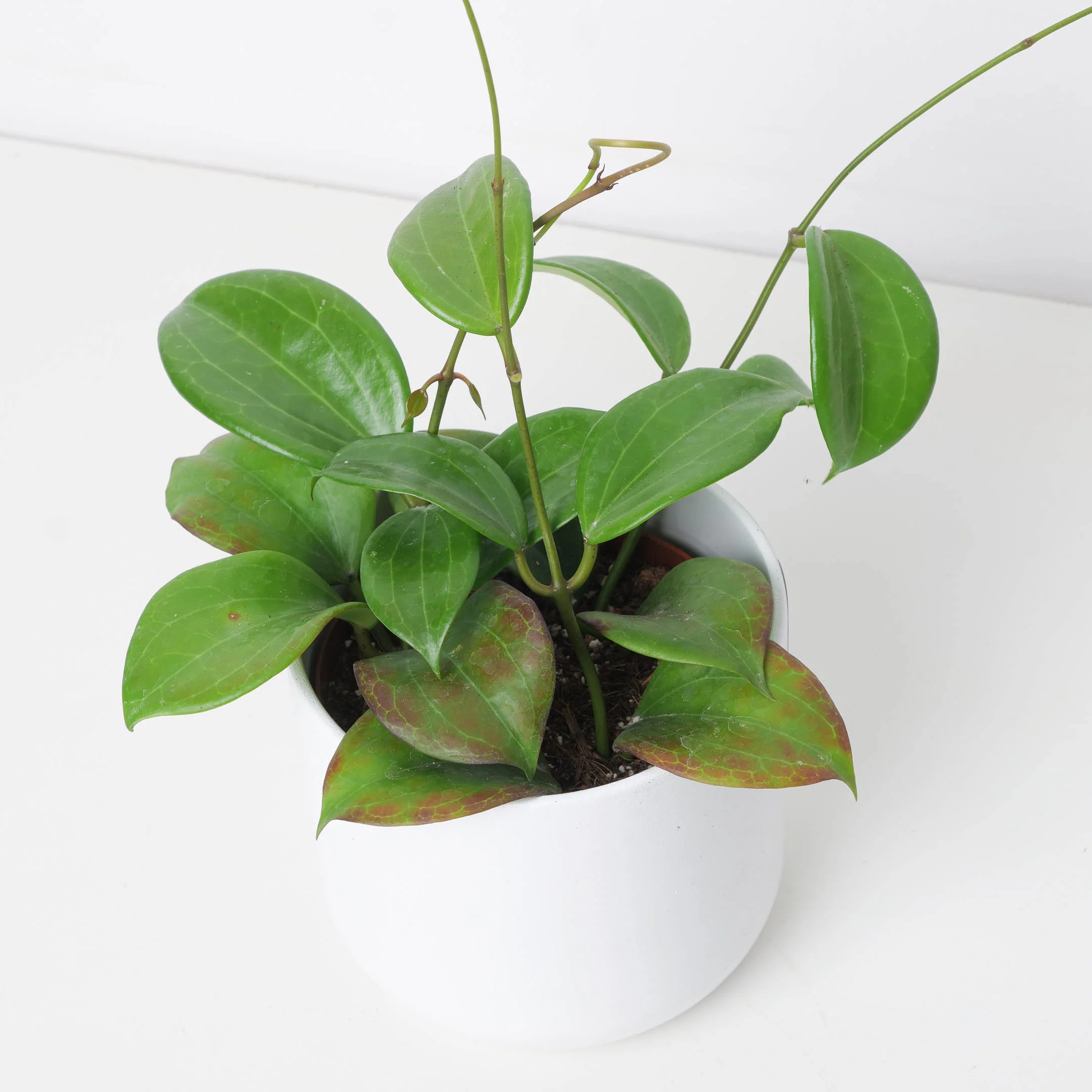 Hoya quinquenervia
