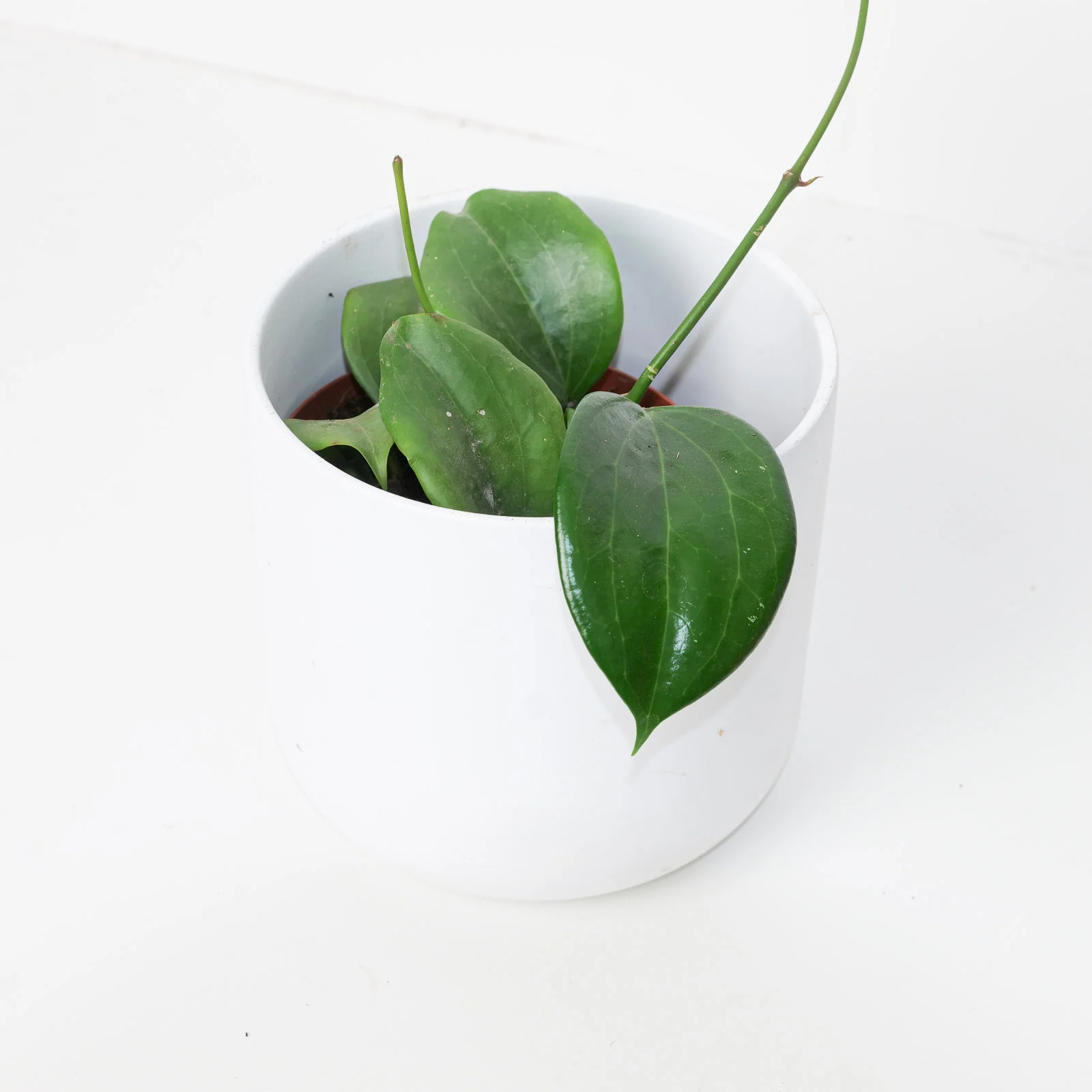 Hoya quinquenervia - Image 2
