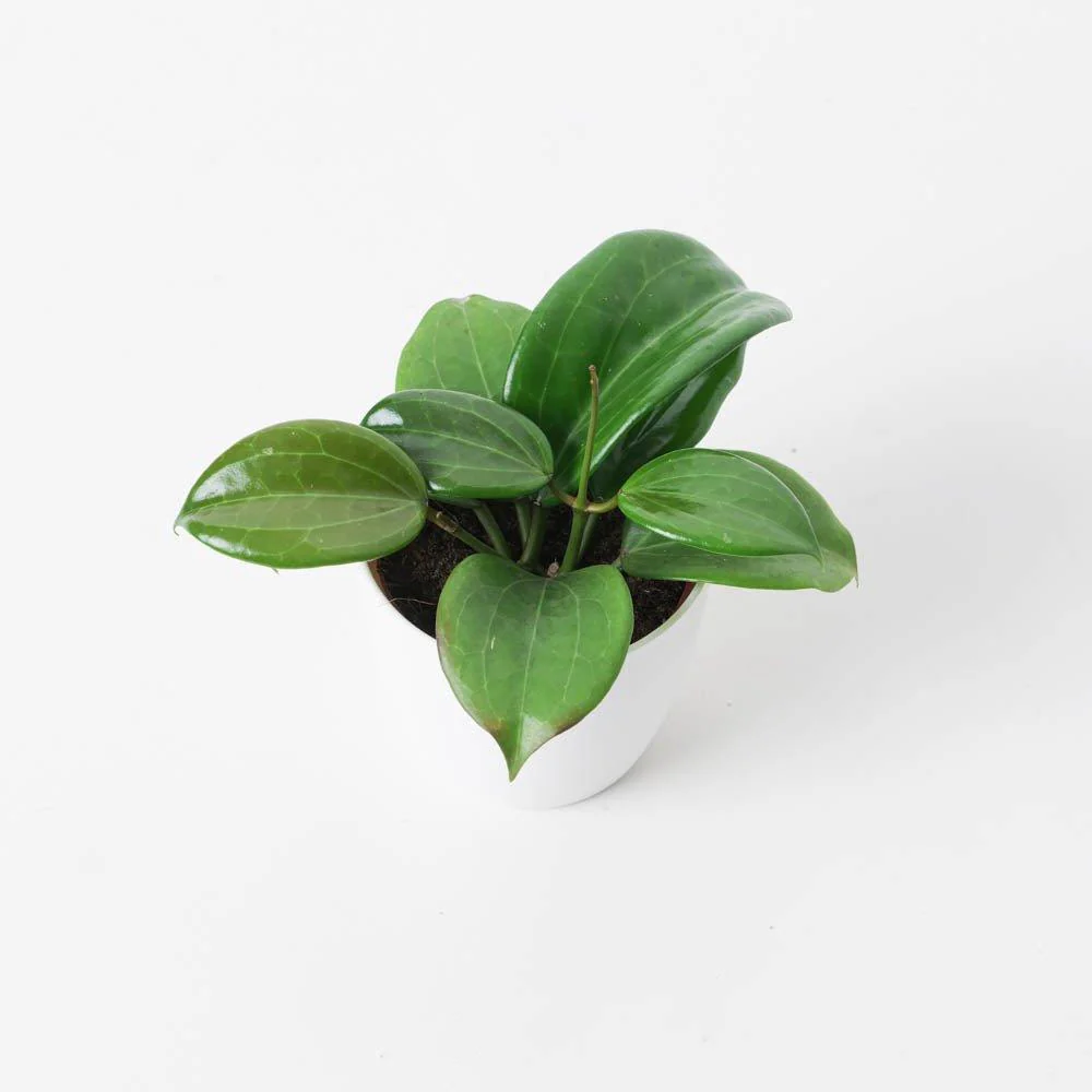 Hoya quinquenervia - Image 3