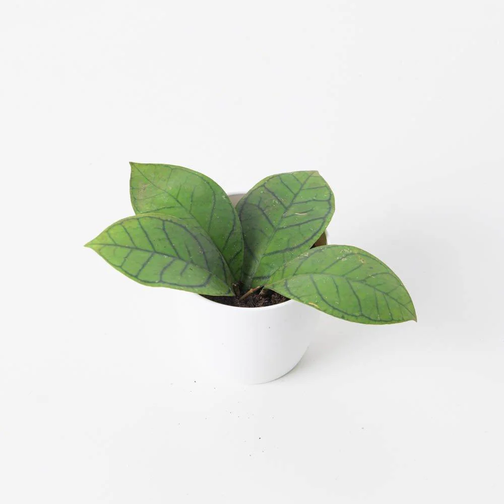 Hoya Ranauensis