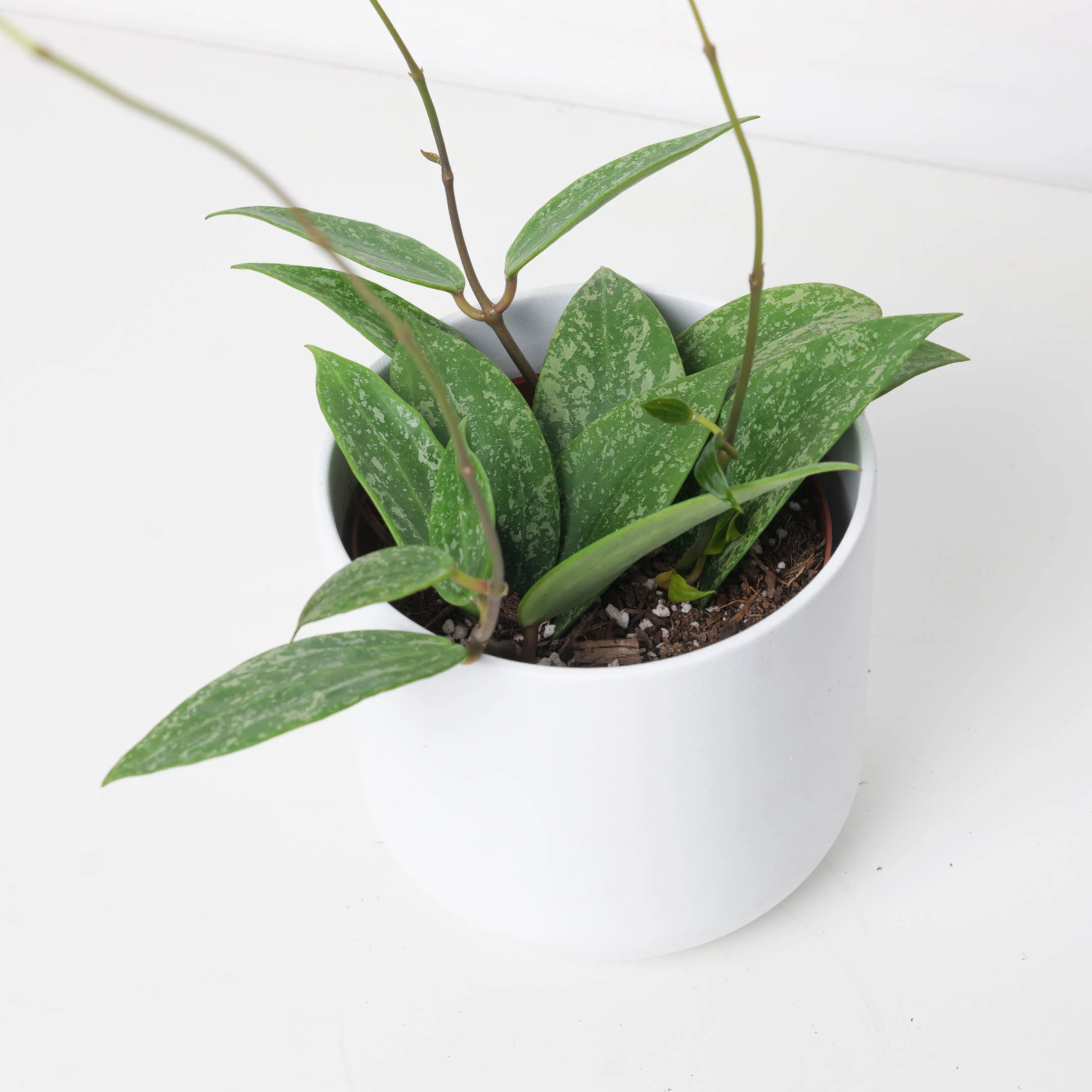 Hoya Rangsan