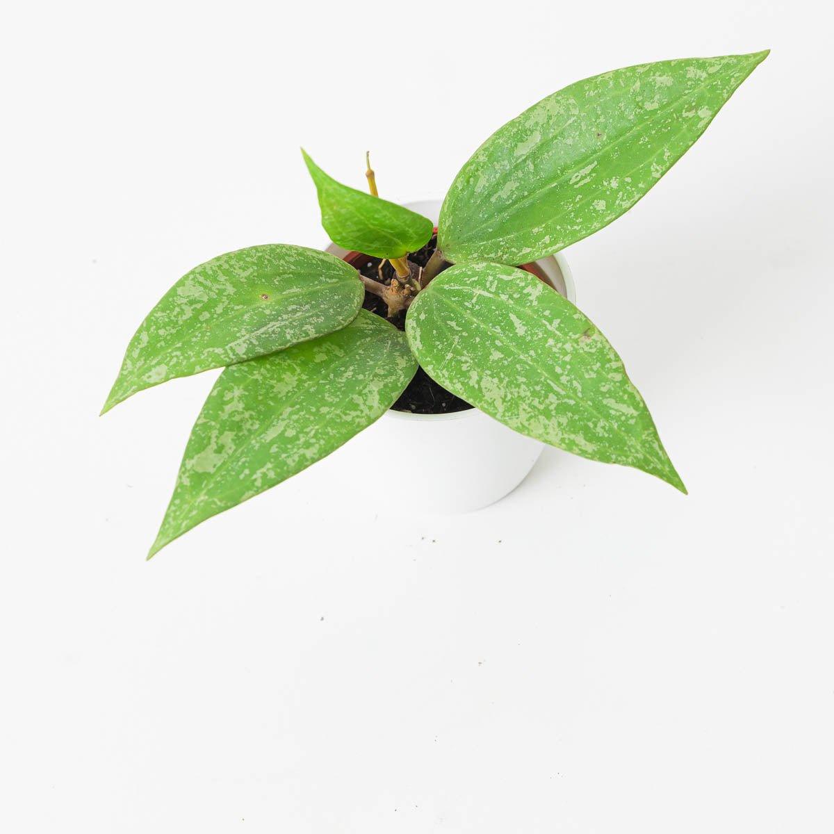 Hoya Rangsan - Image 2