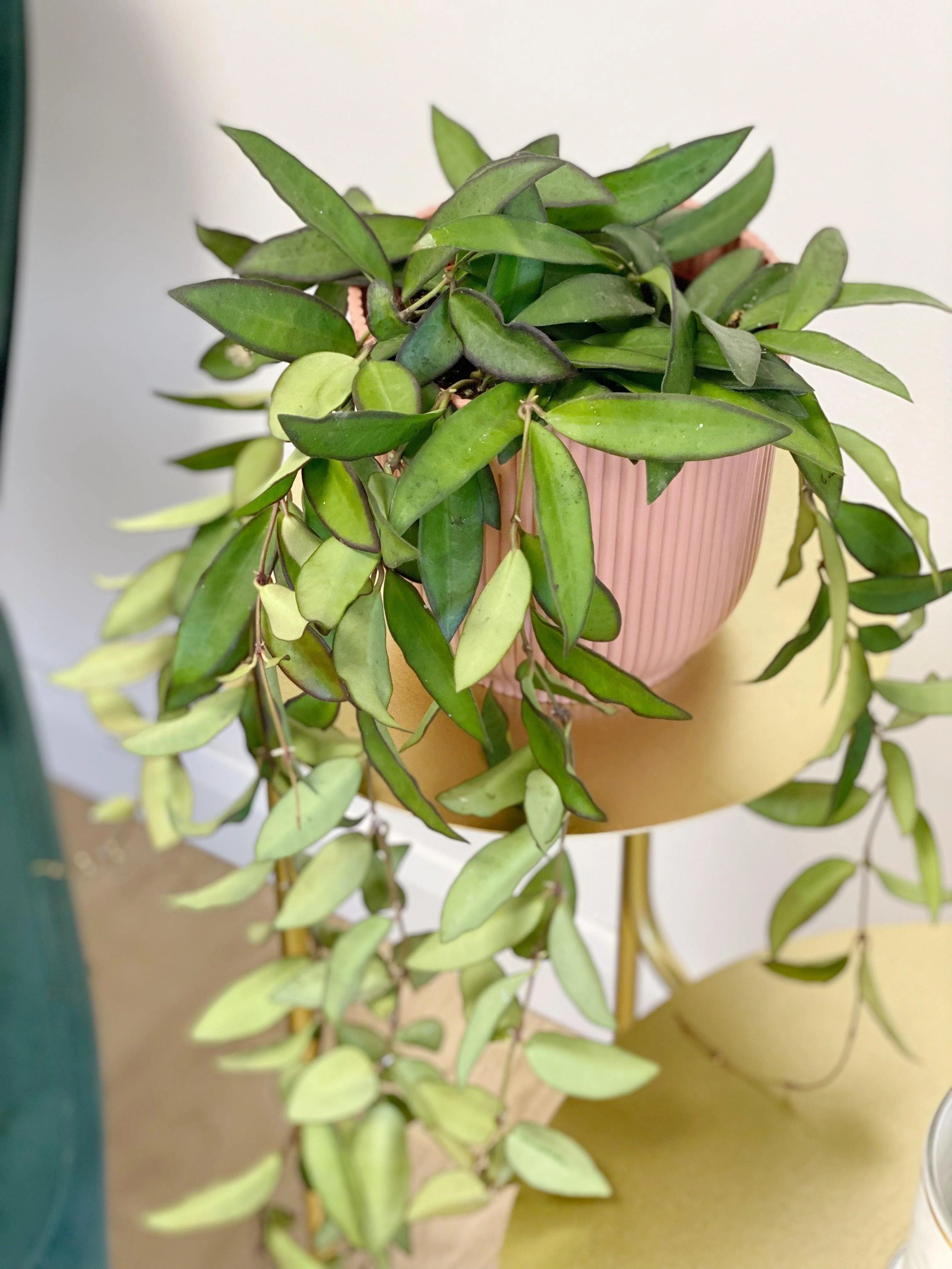 Hoya Rosita | Hoya Wayetii x Tsangii - Image 4