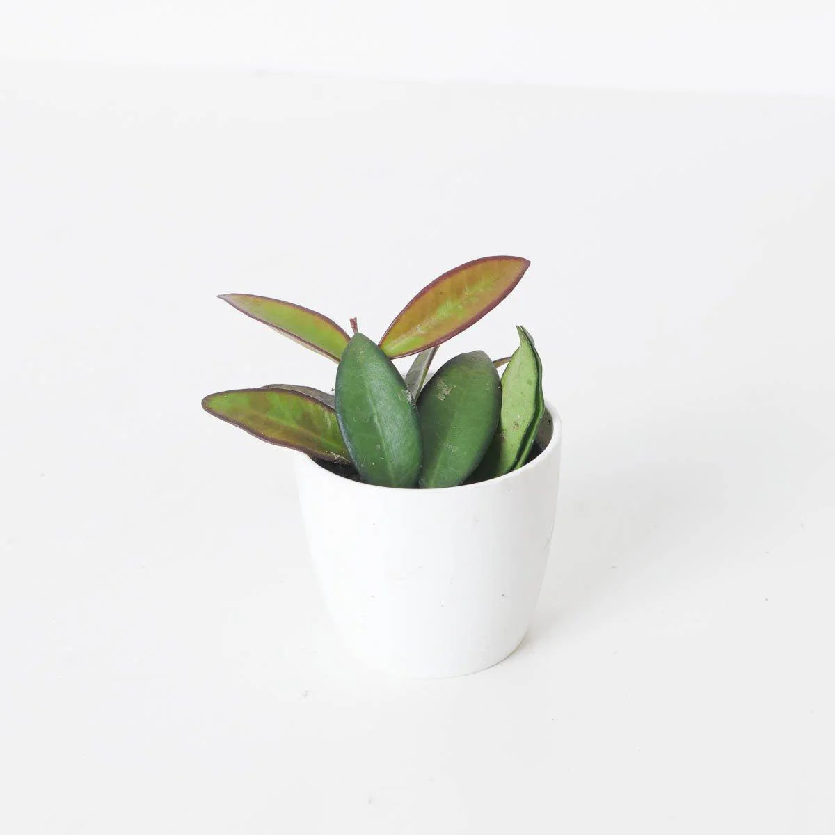 Hoya Rosita | Hoya Wayetii x Tsangii - Image 5