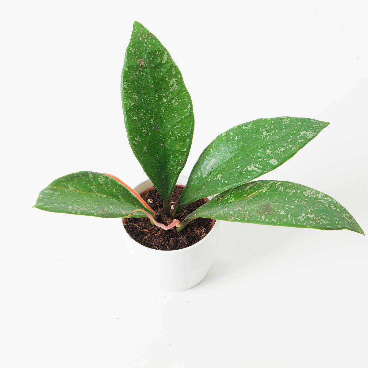 Hoya Rundumensis 'Splash' - Image 2