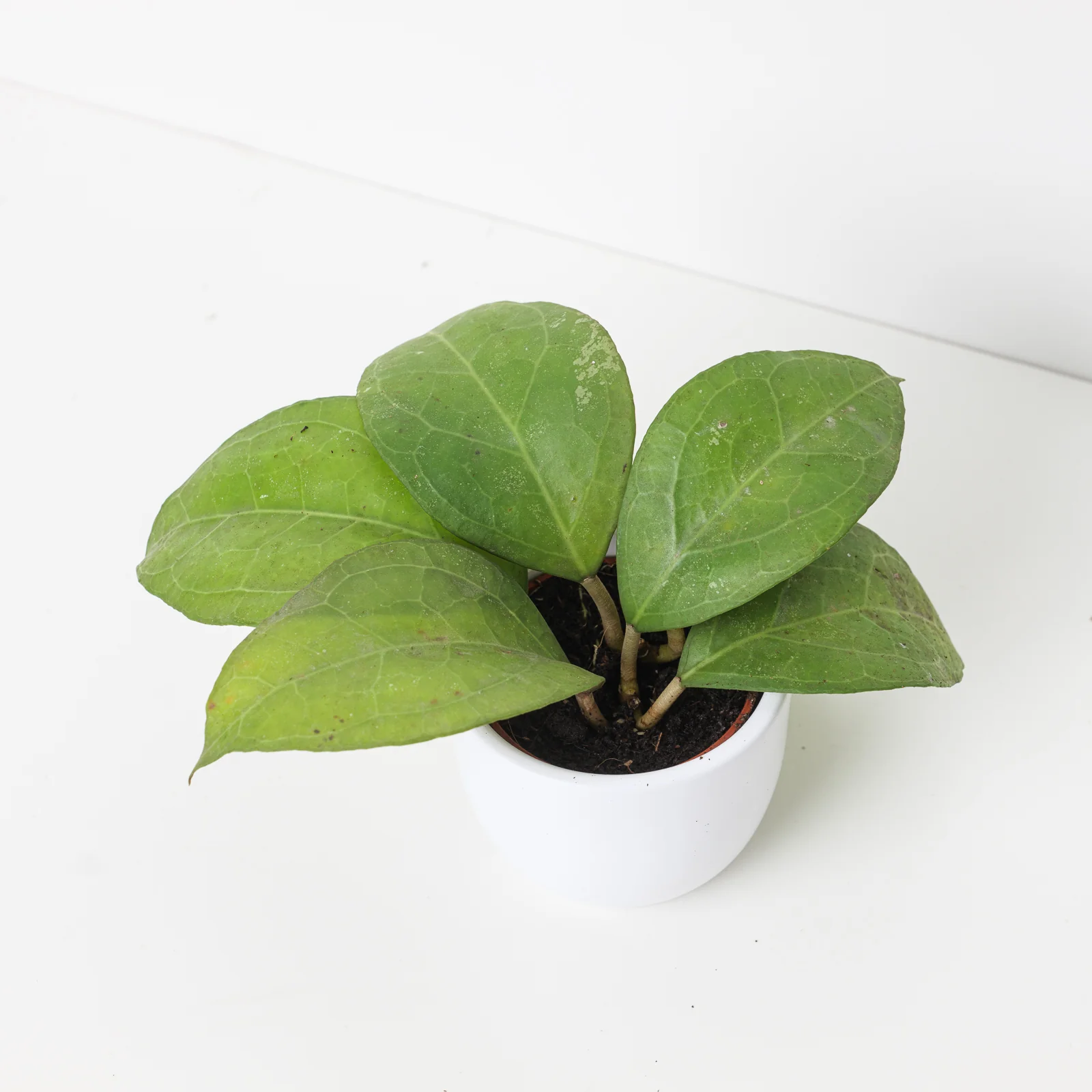 Hoya Sarawak Cream