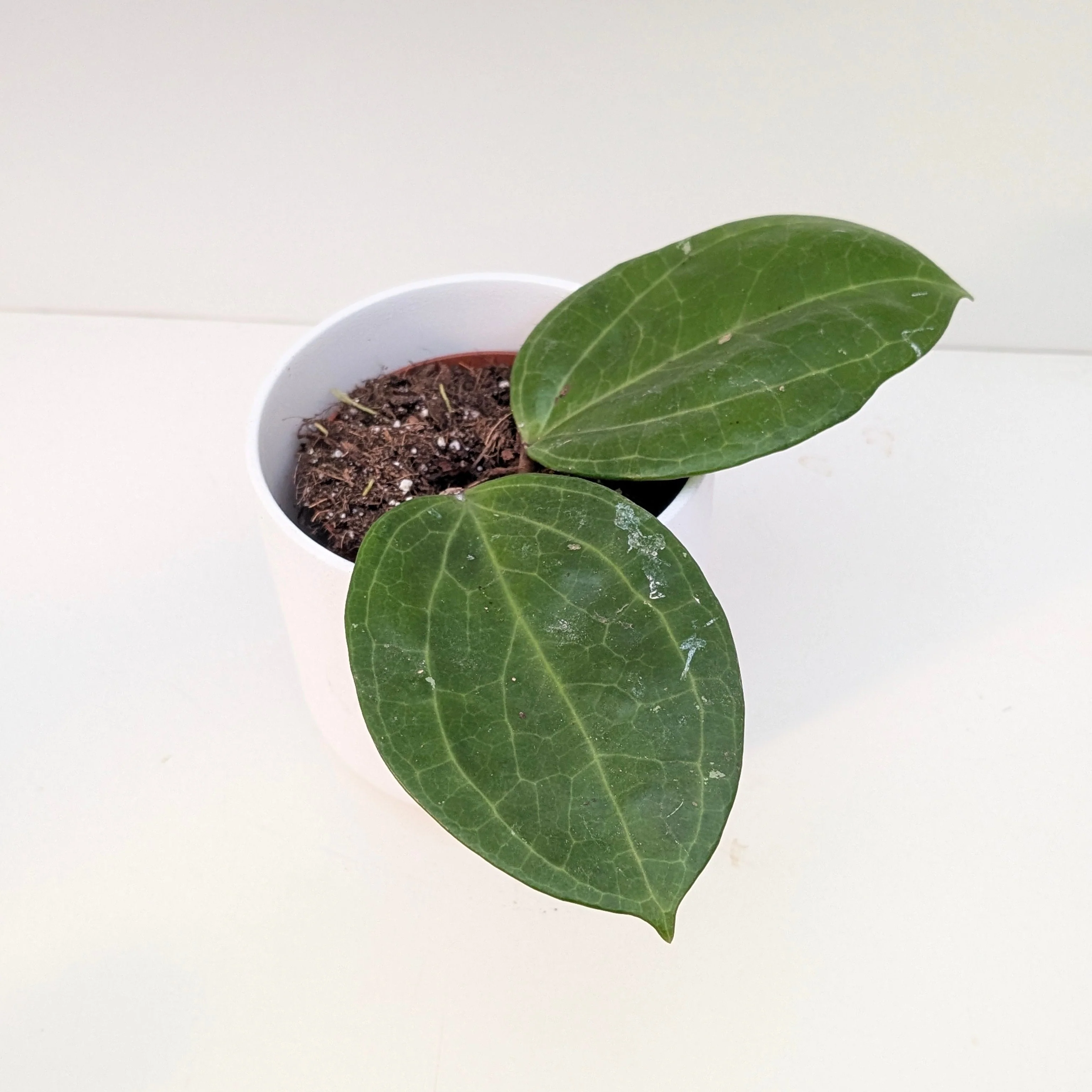 Hoya Sarawak Cream - Image 2