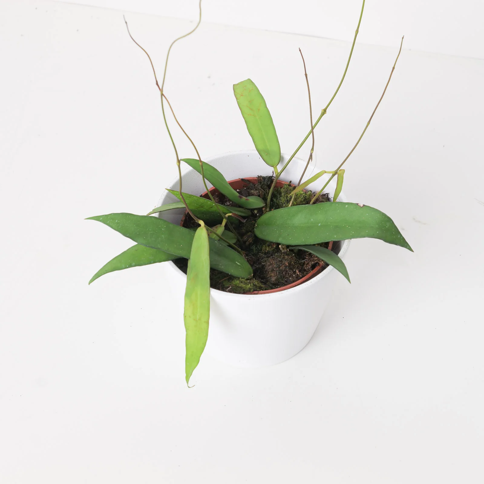 Hoya scortechinii