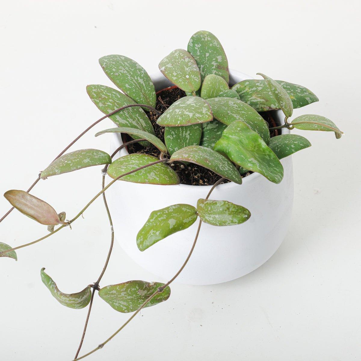 Hoya sigitalis (Wide Leaf Form)