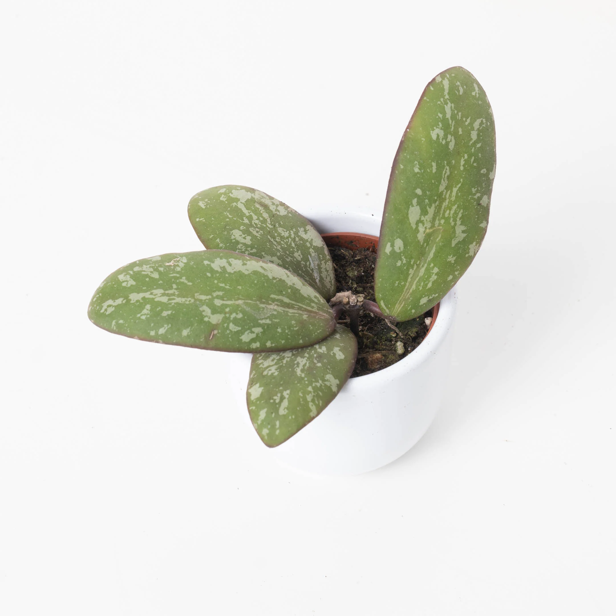 Hoya sigitalis (Wide Leaf Form) - Image 2