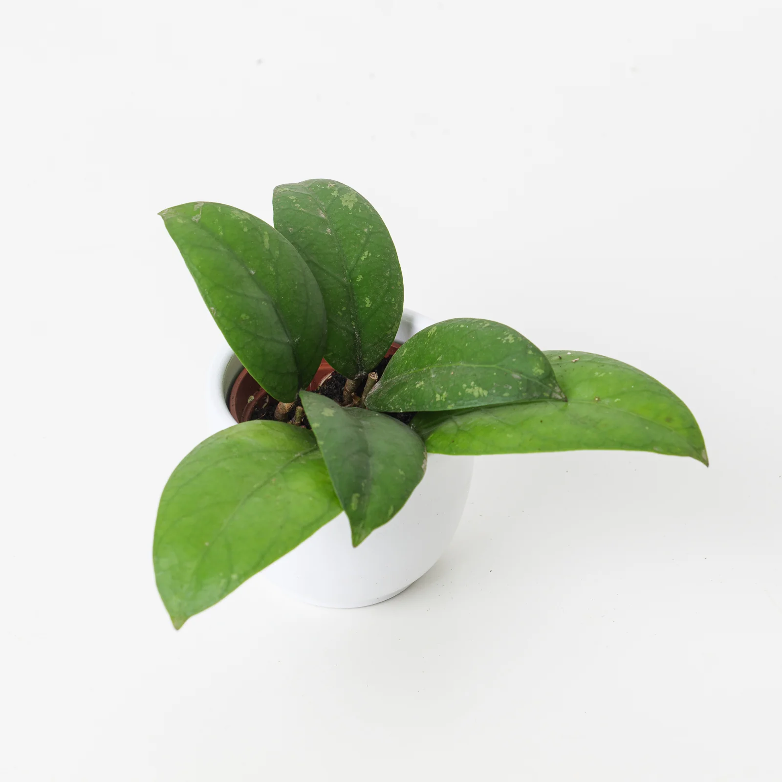 Hoya sp Aceh