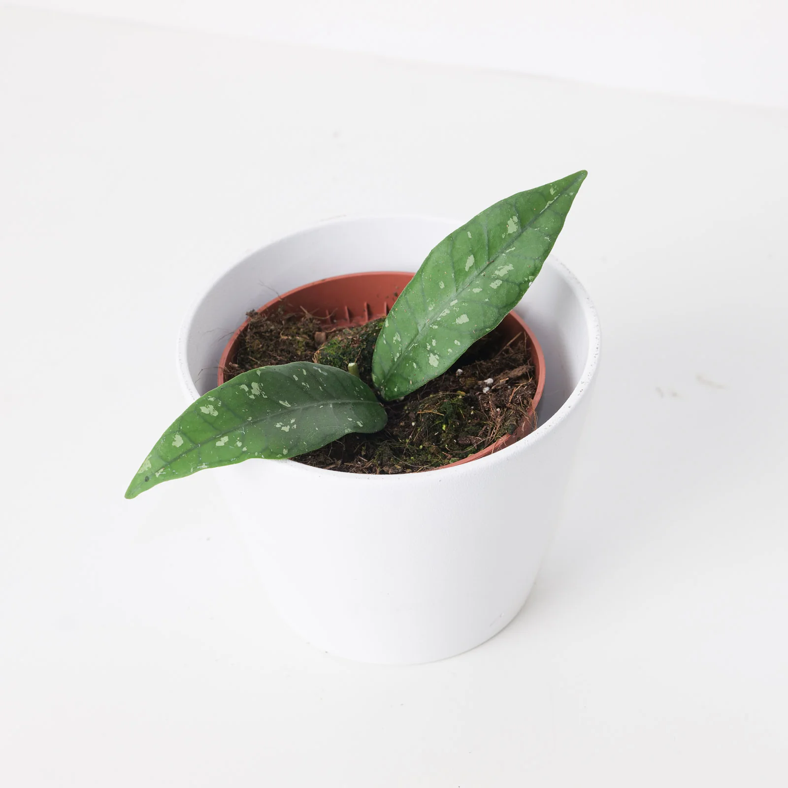 Hoya sp Aceh 'Long Leaf'