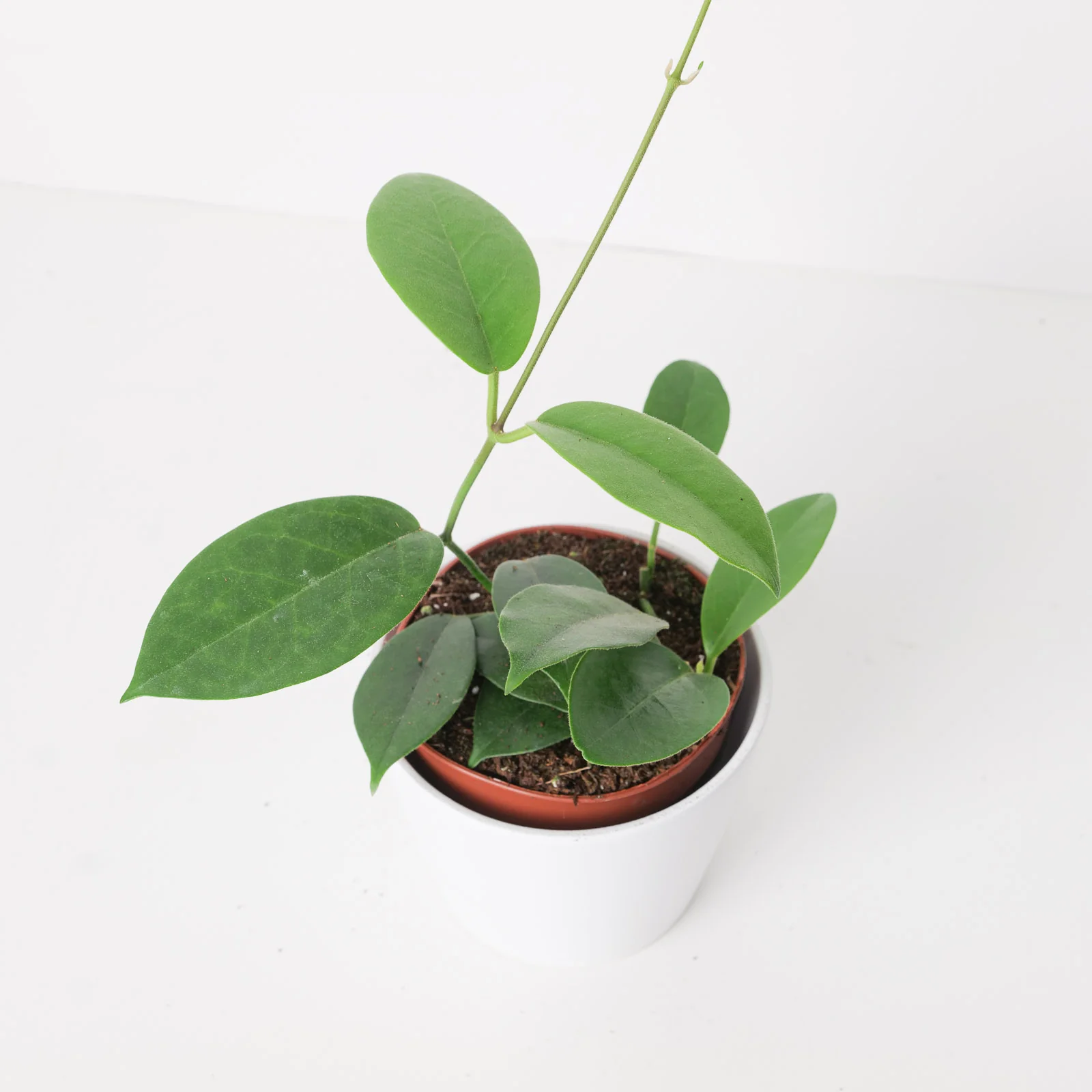 Hoya albiflora