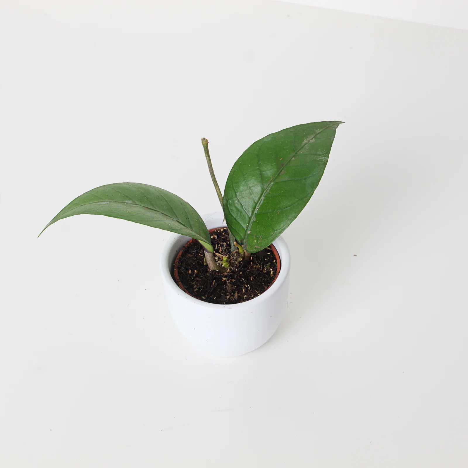Hoya sp Gayo