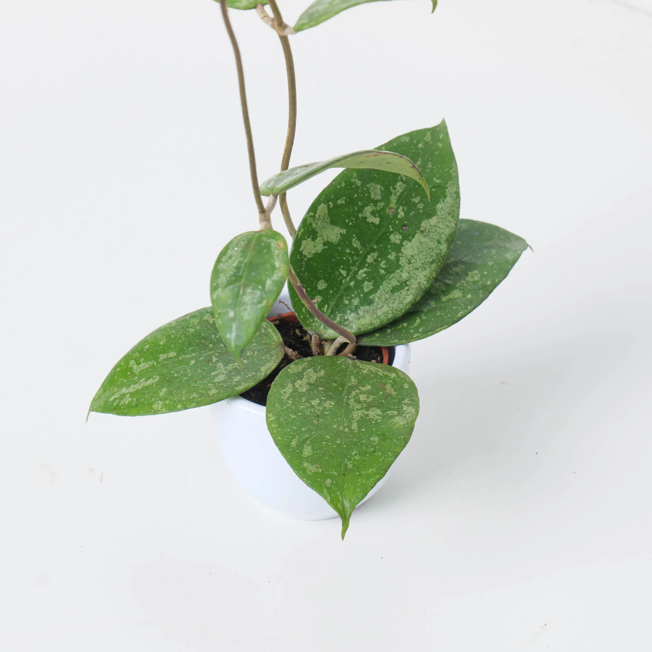 Hoya sp Jateng 'Splash'
