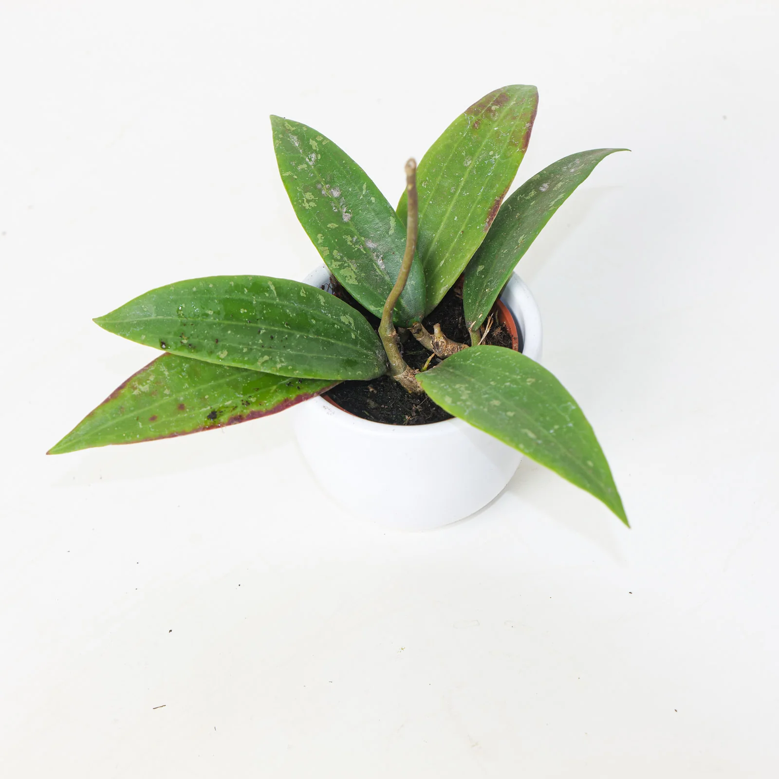 Hoya sp. Loei Province