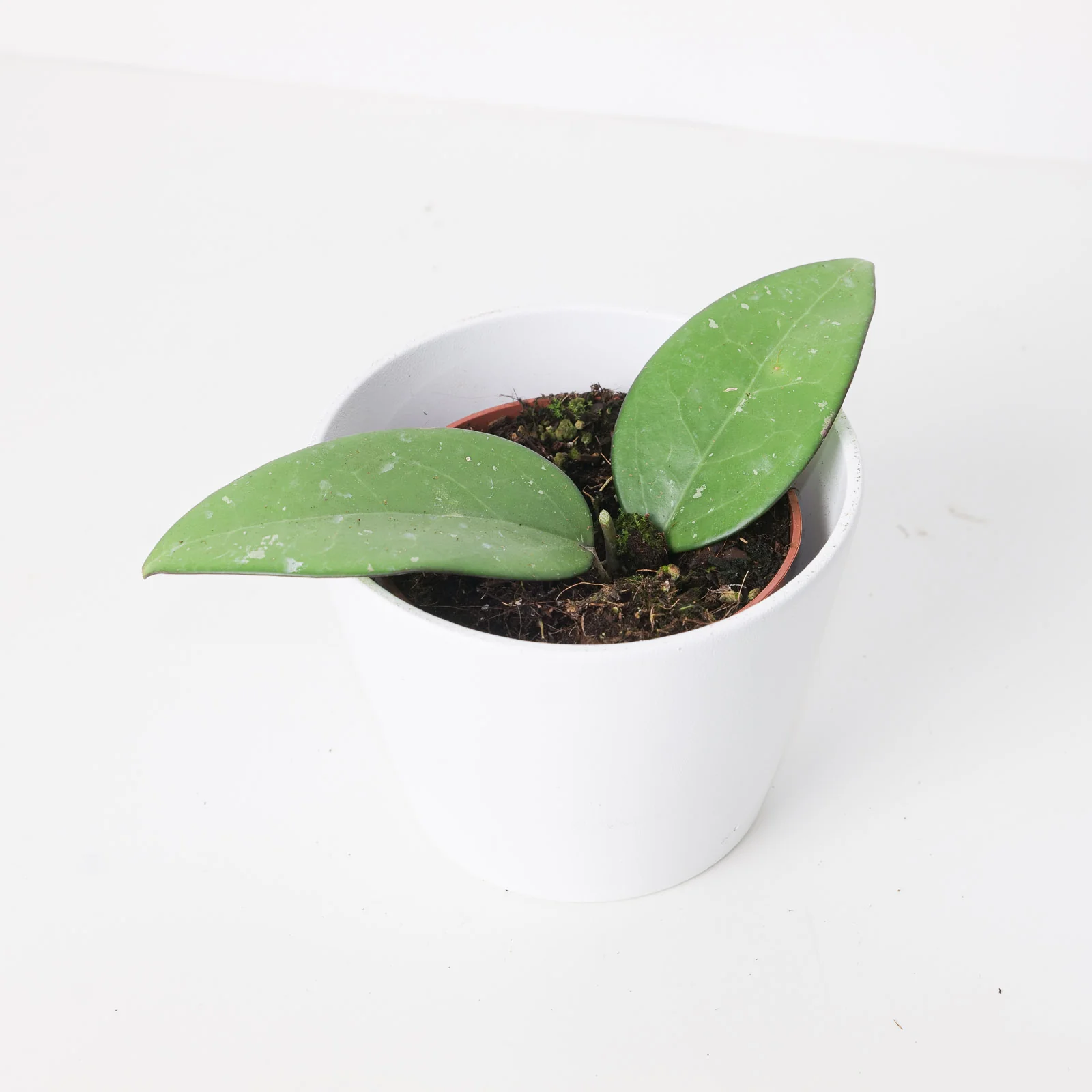 Hoya sp. Malang