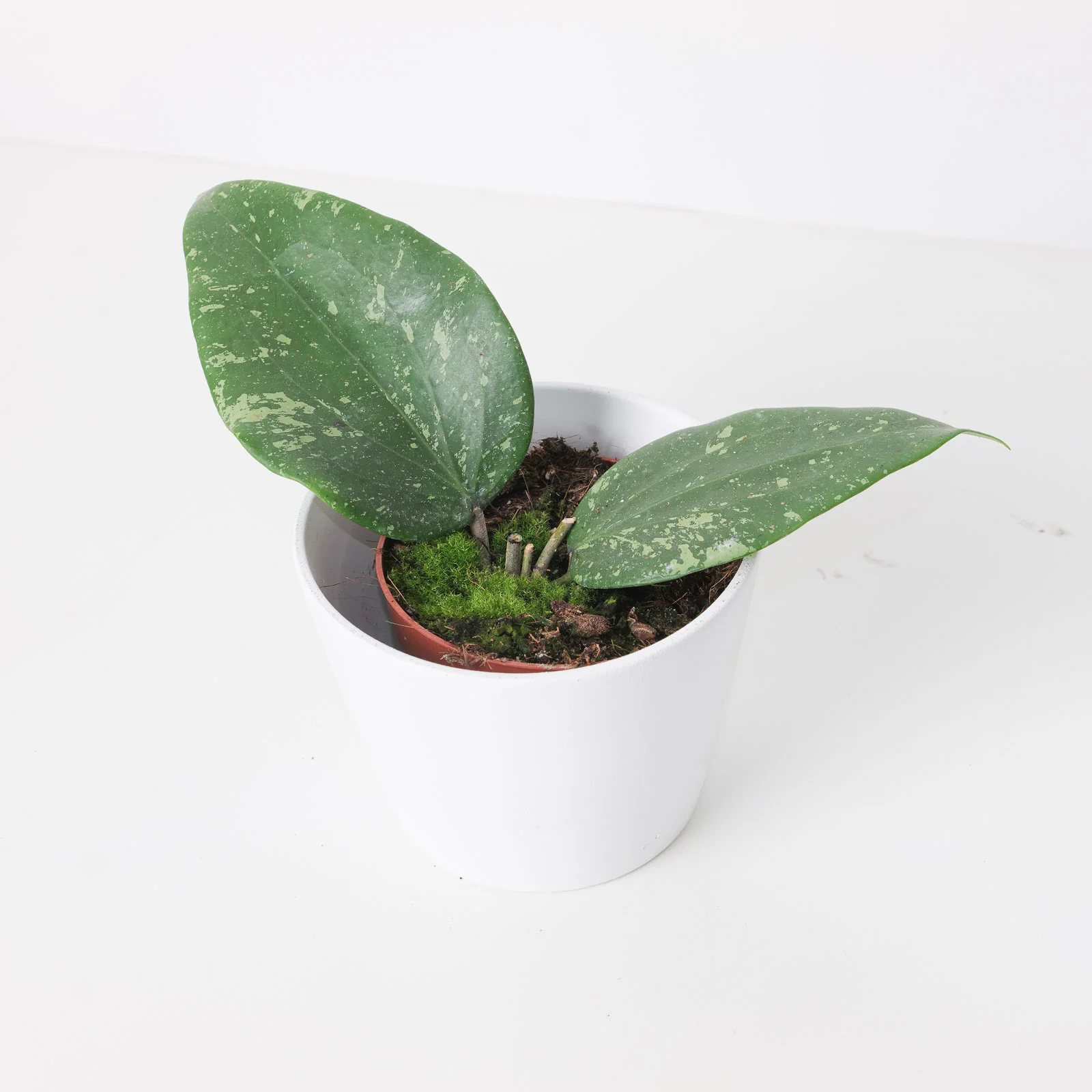 Hoya sp Padang Sidempuan