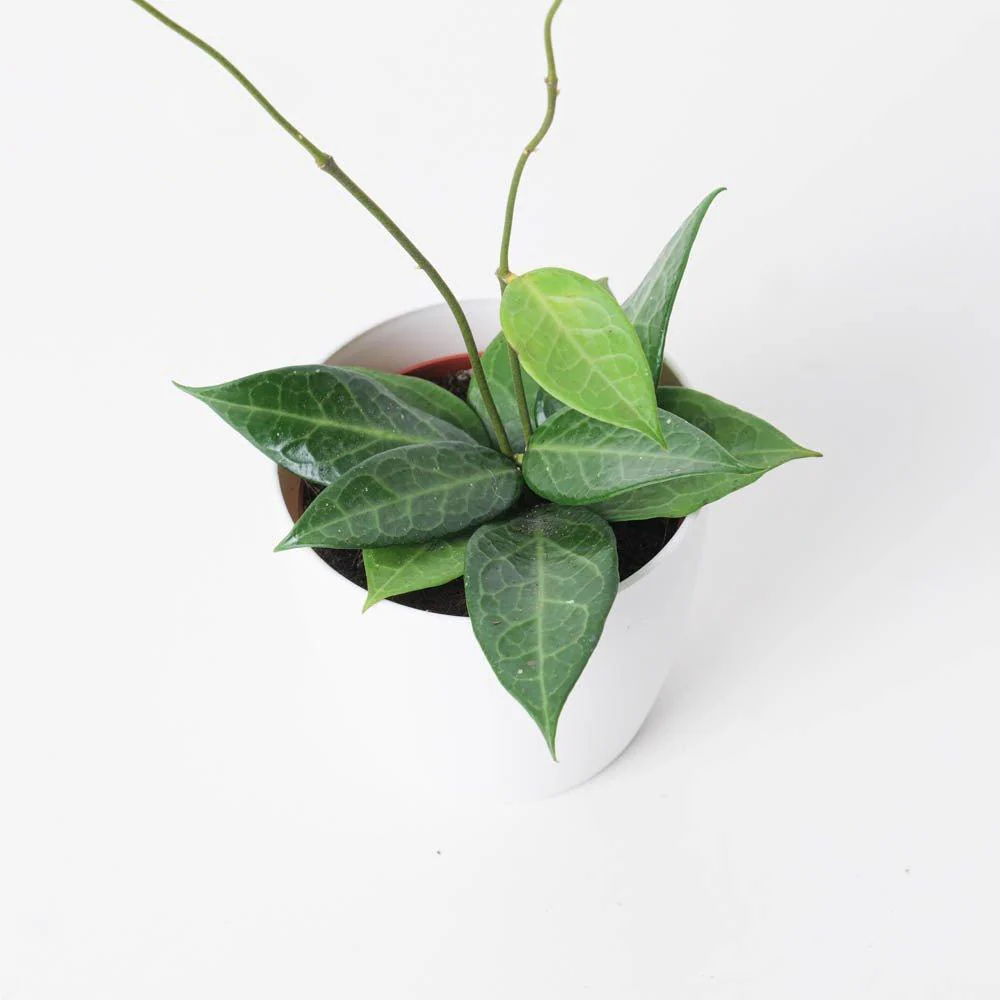 Hoya sp Pati