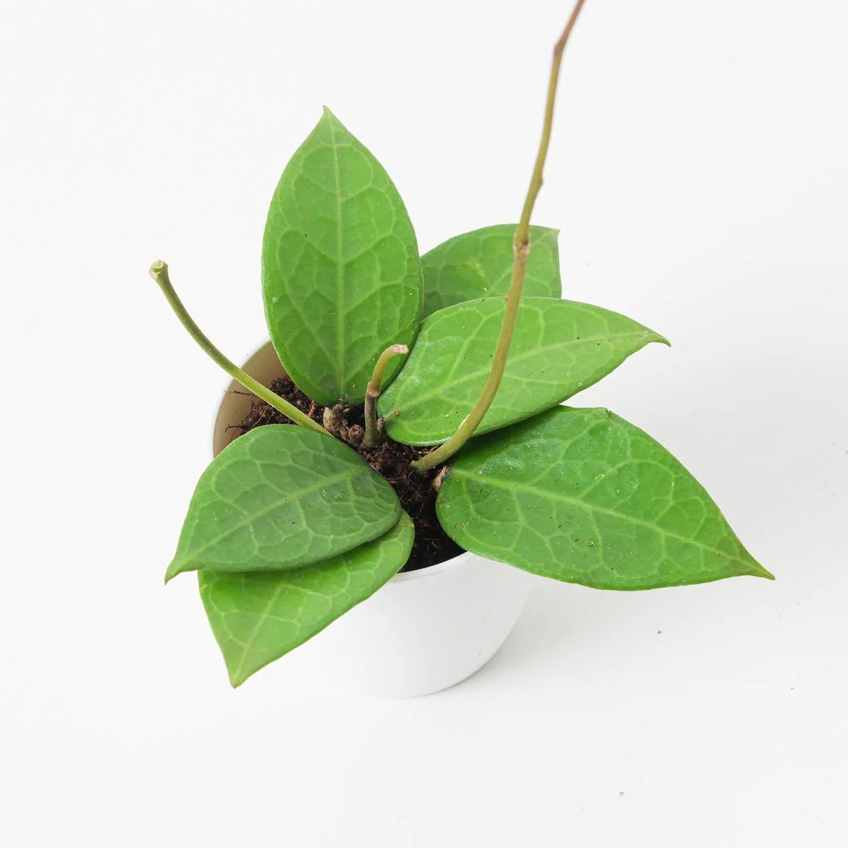 Hoya sp Pati - Image 2