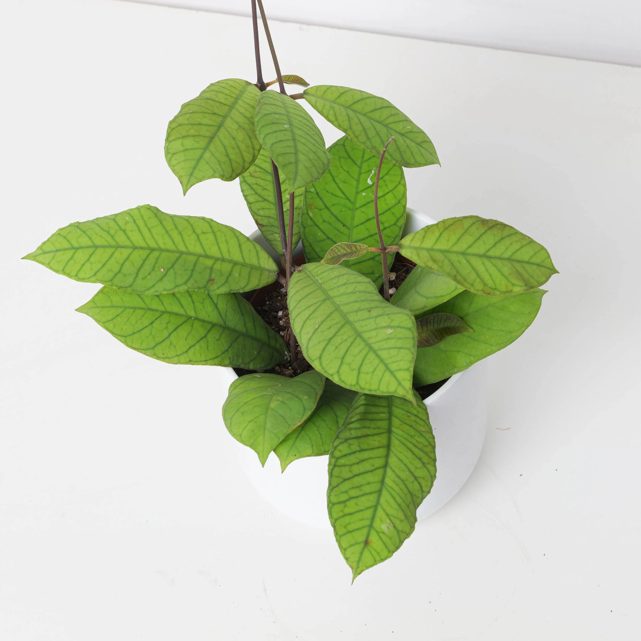 Hoya sp Sabah EPC 961